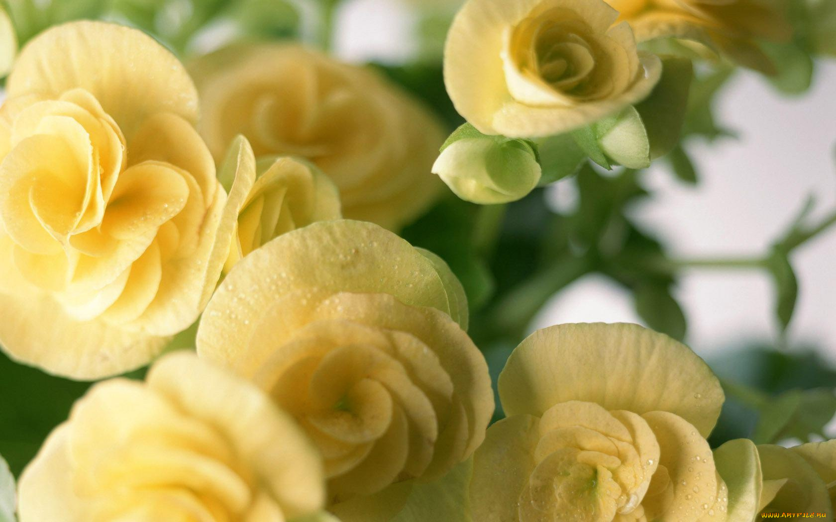 цветы, бегония