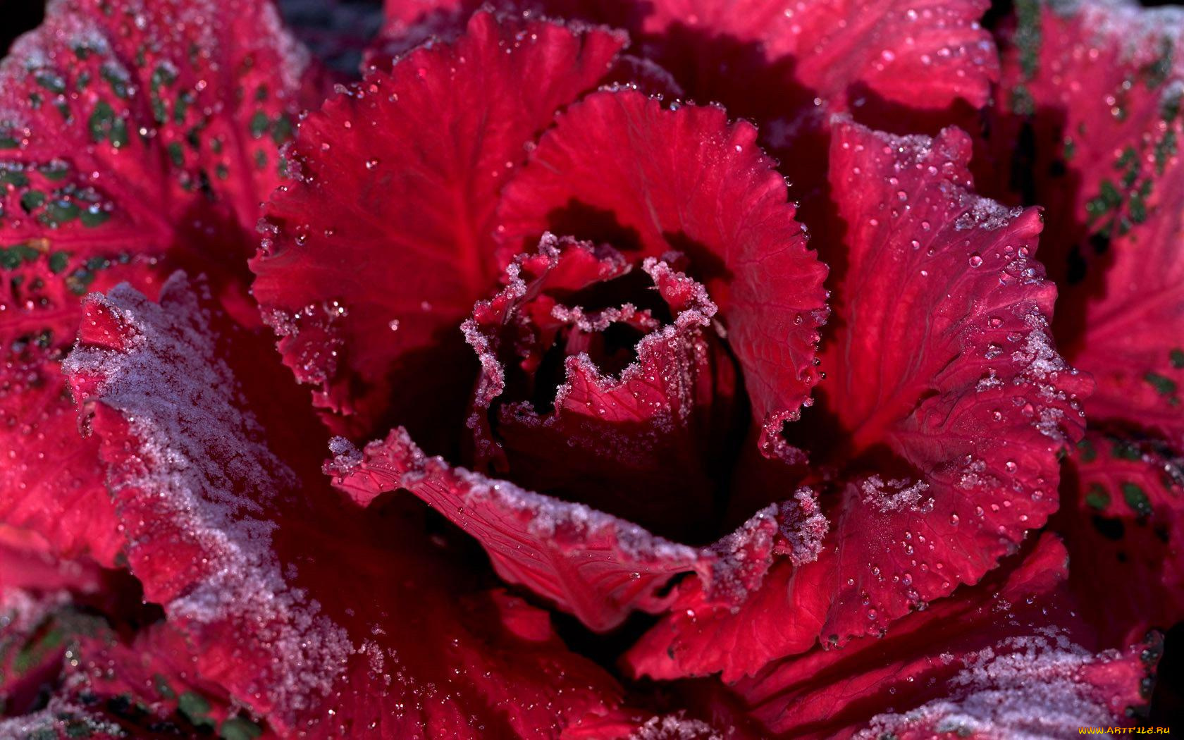 цветы, декоративная, капуста