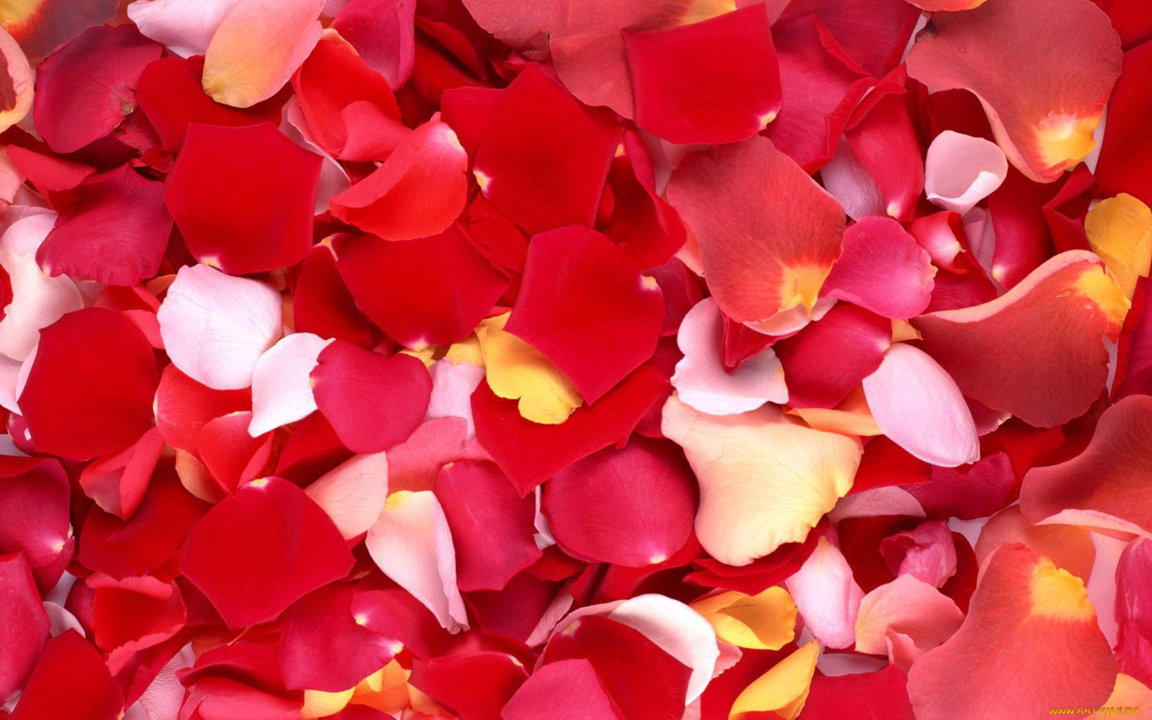 цветы, розы