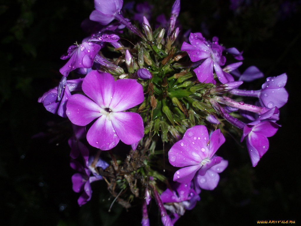 цветы, флоксы