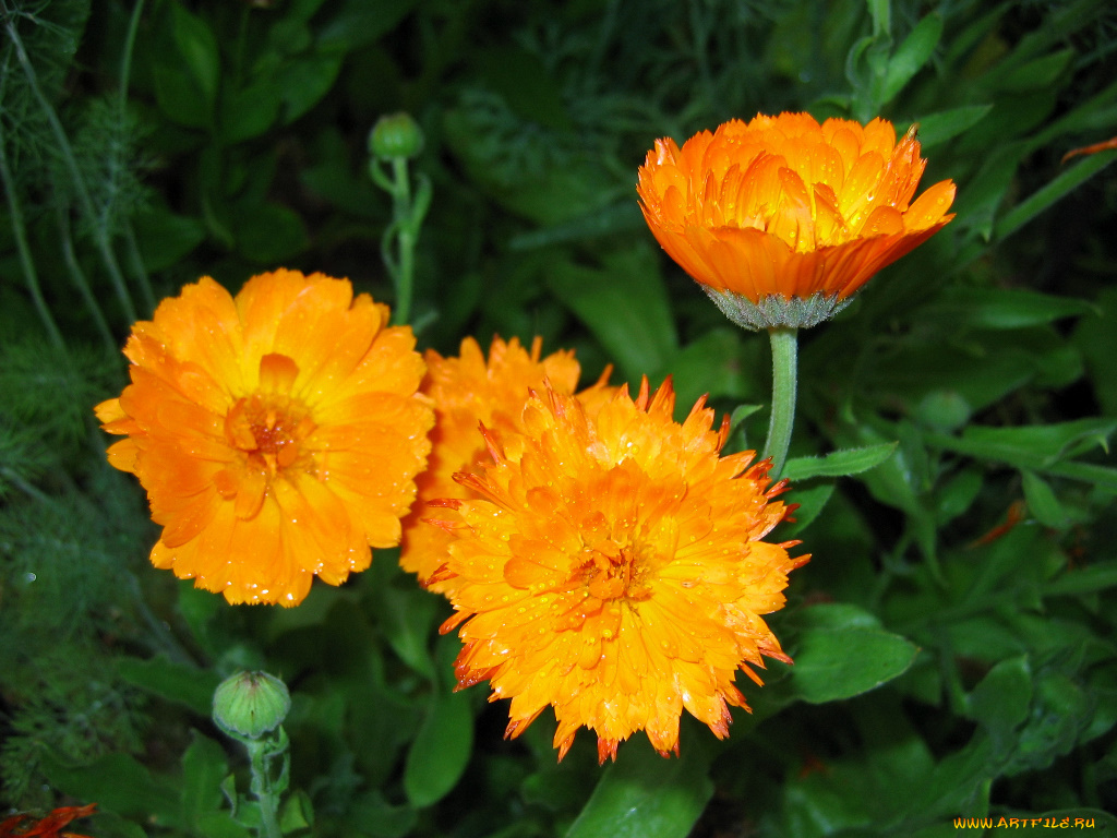 цветы, календула