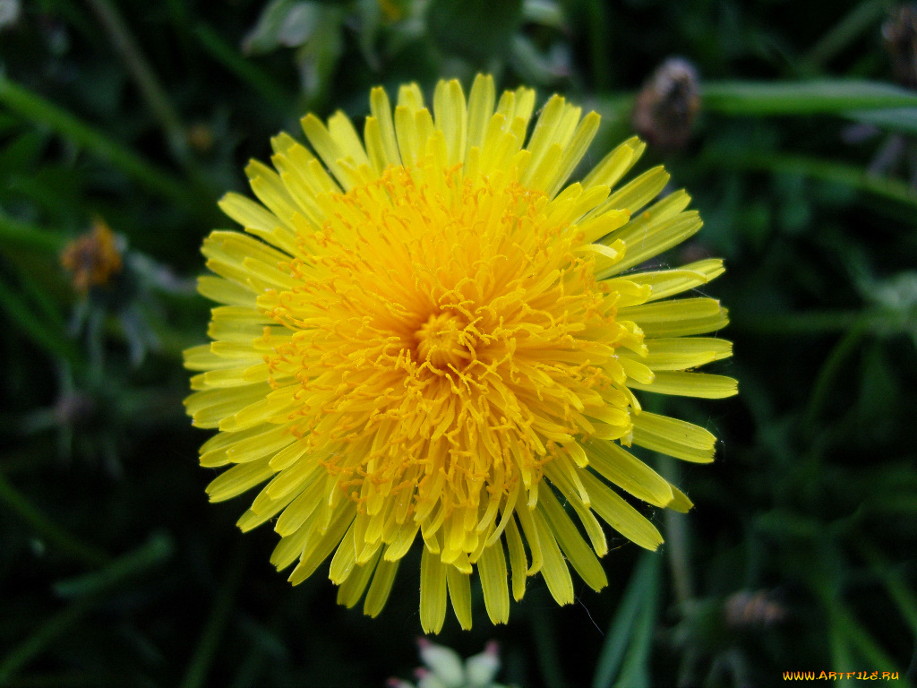 цветы, одуванчики