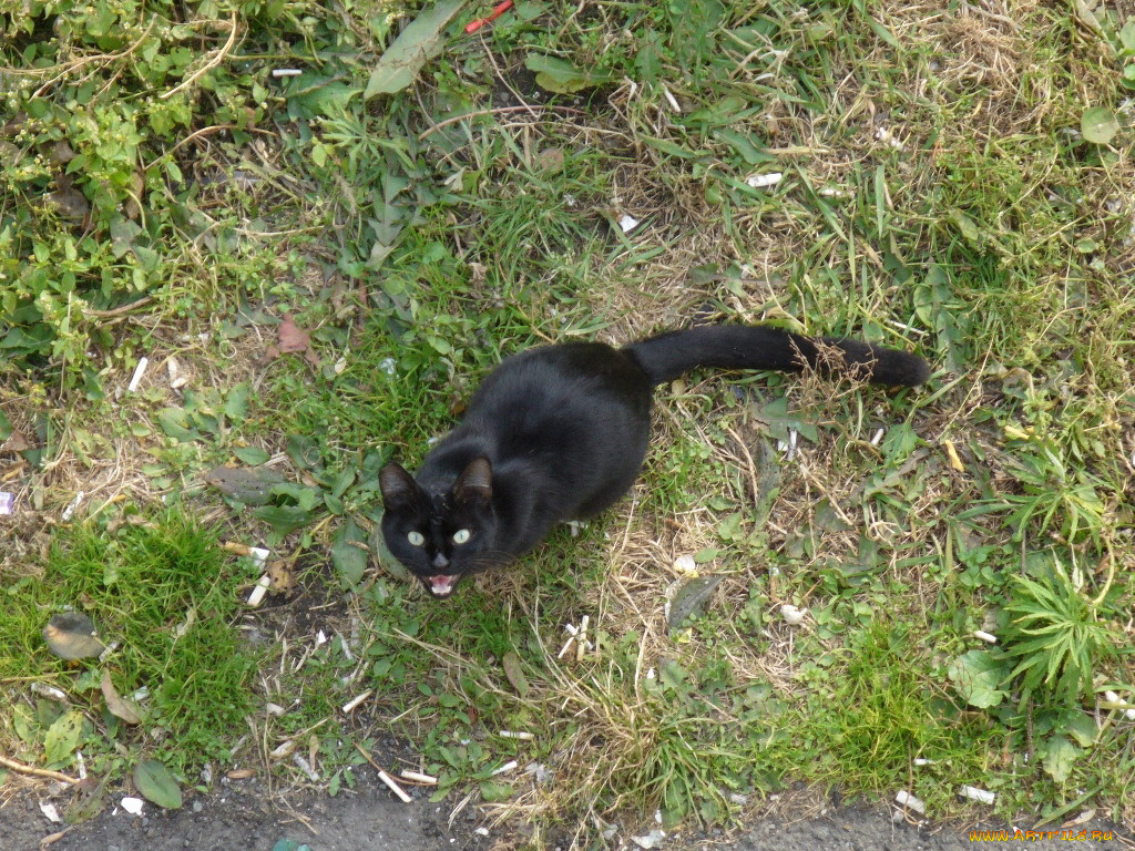 животные, коты