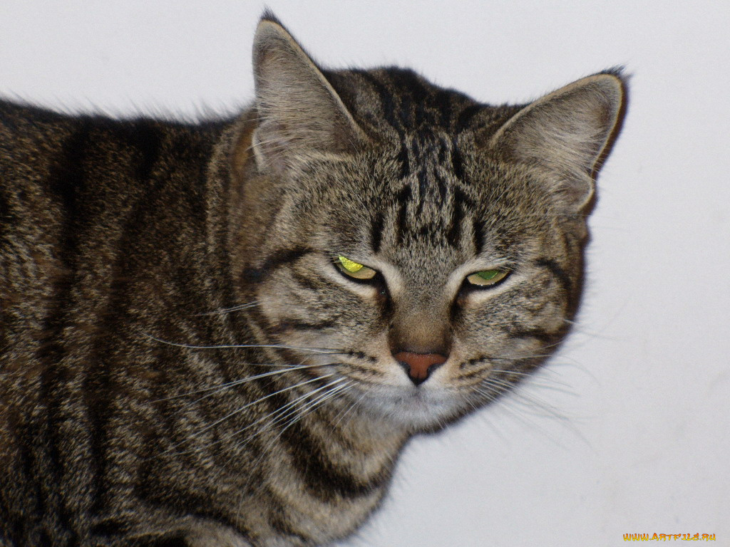 животные, коты