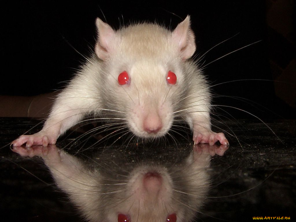 животные, крысы, мыши