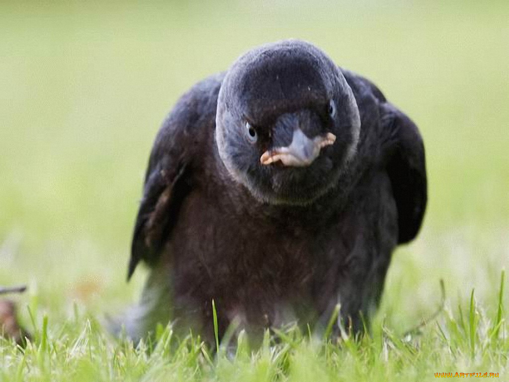 животные, вороны, грачи, галки