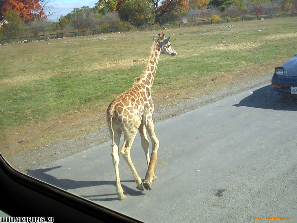 животные, жирафы