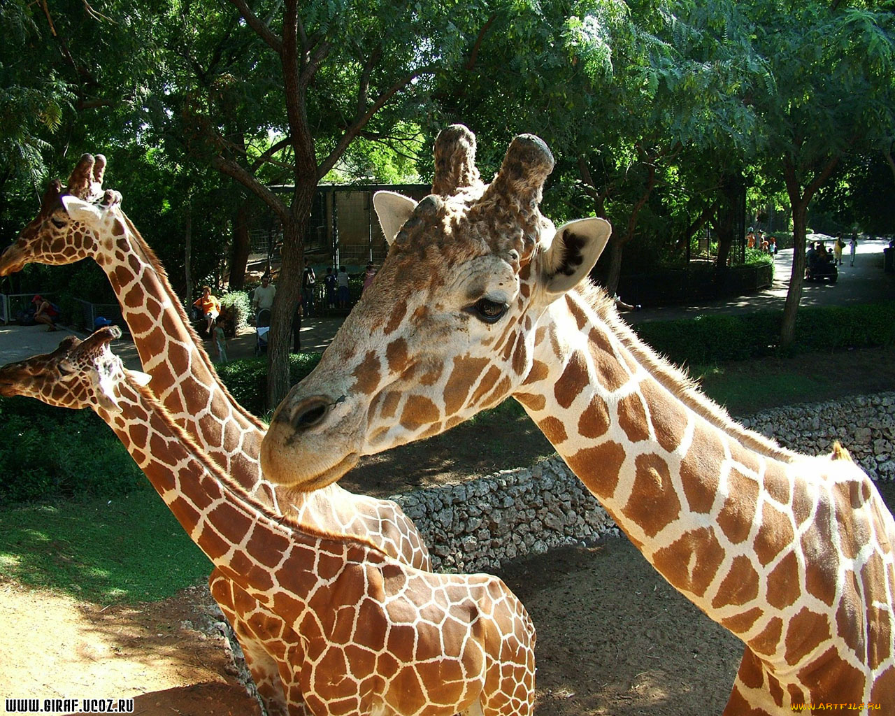 животные, жирафы
