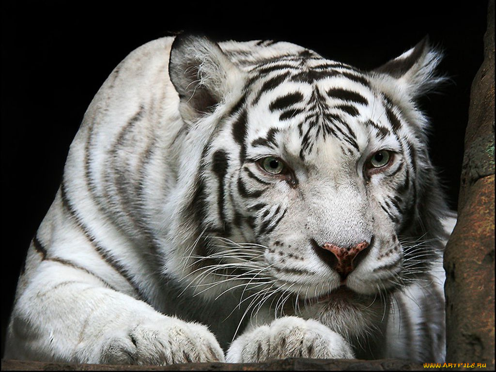 животные, тигры