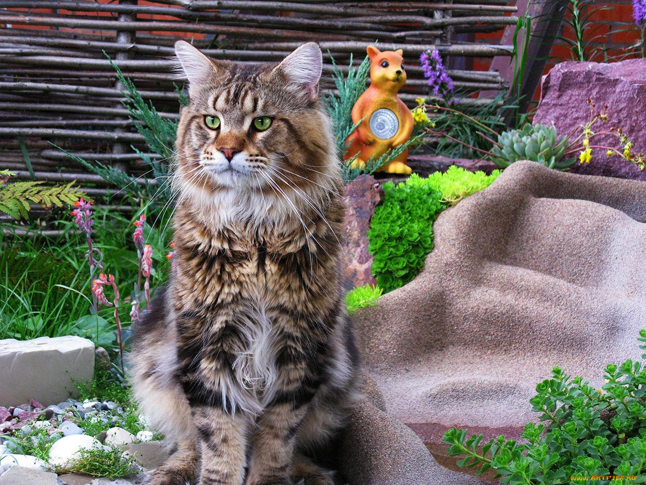 животные, коты