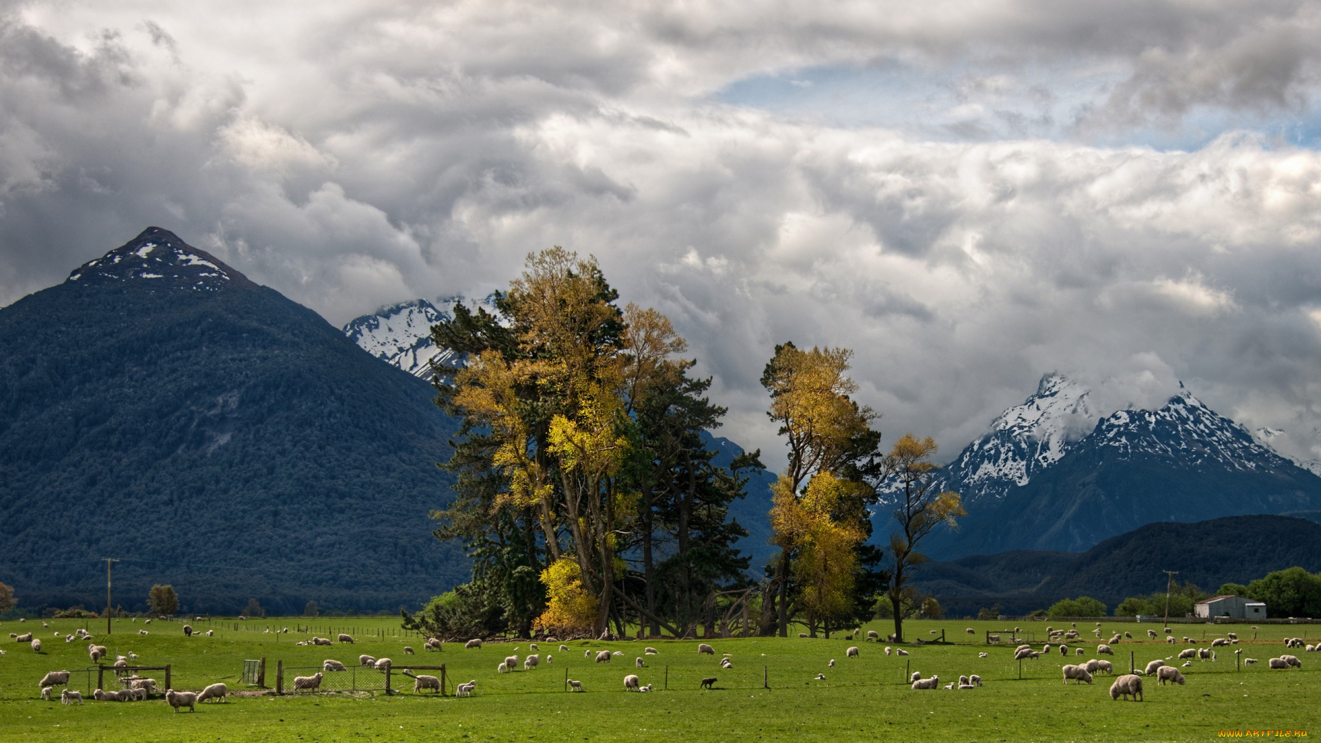 животные, овцы, бараны, трава, дерево, земля