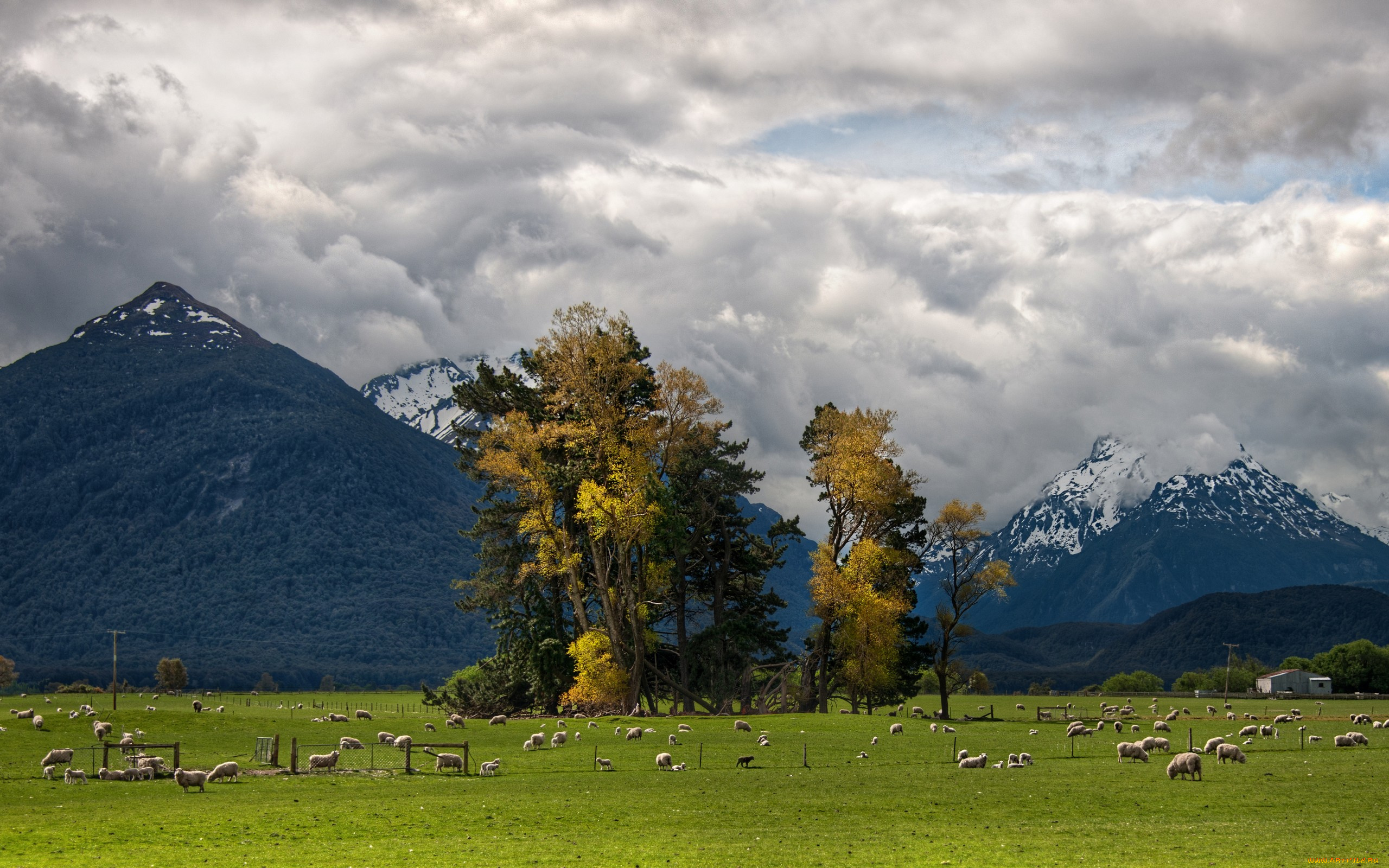 животные, овцы, бараны, трава, дерево, земля