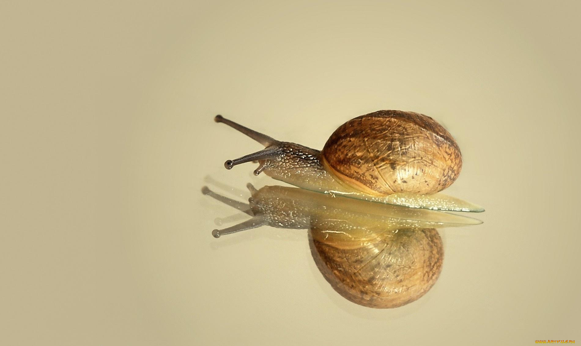 животные, улитки, отражения