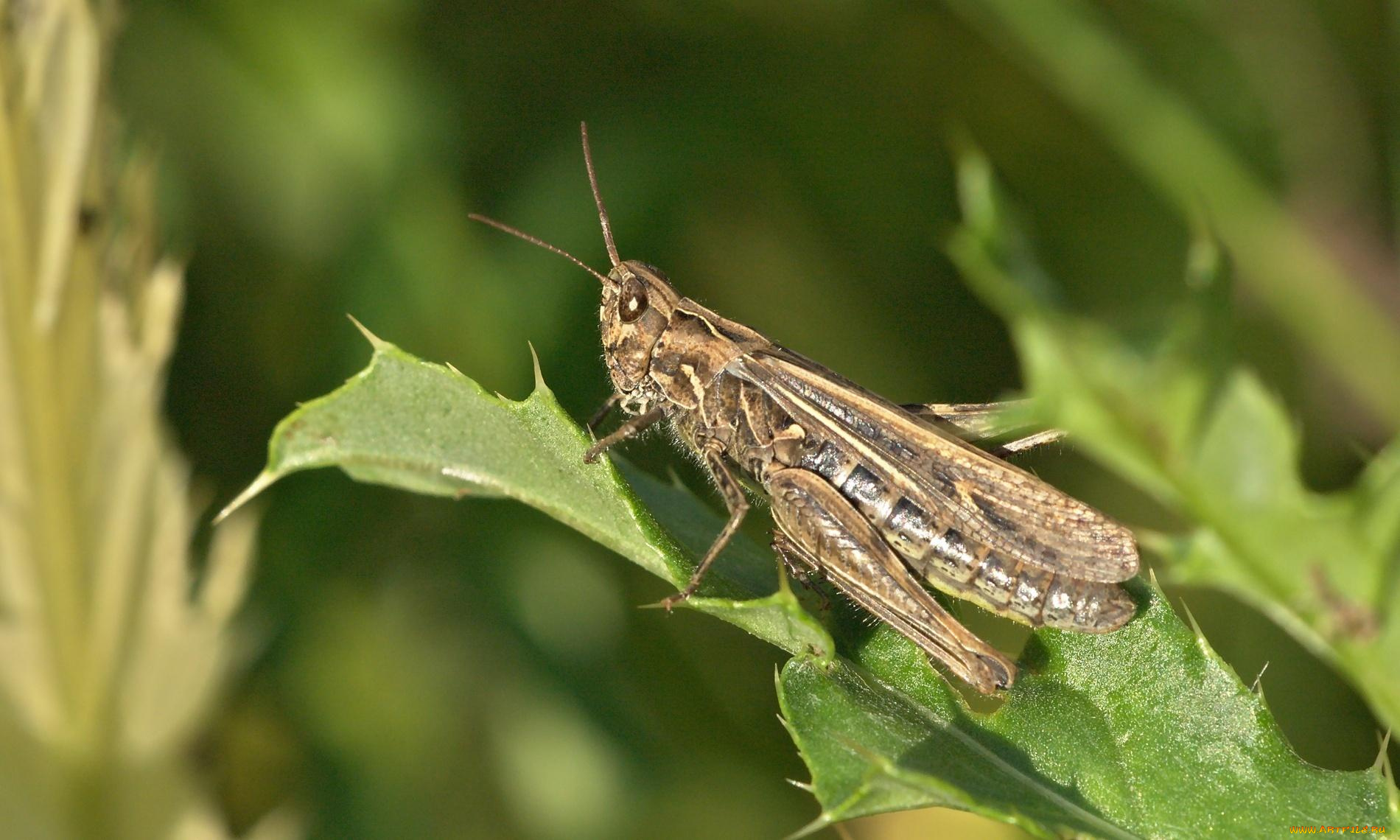 животные, кузнечики, саранча, листья, колючки