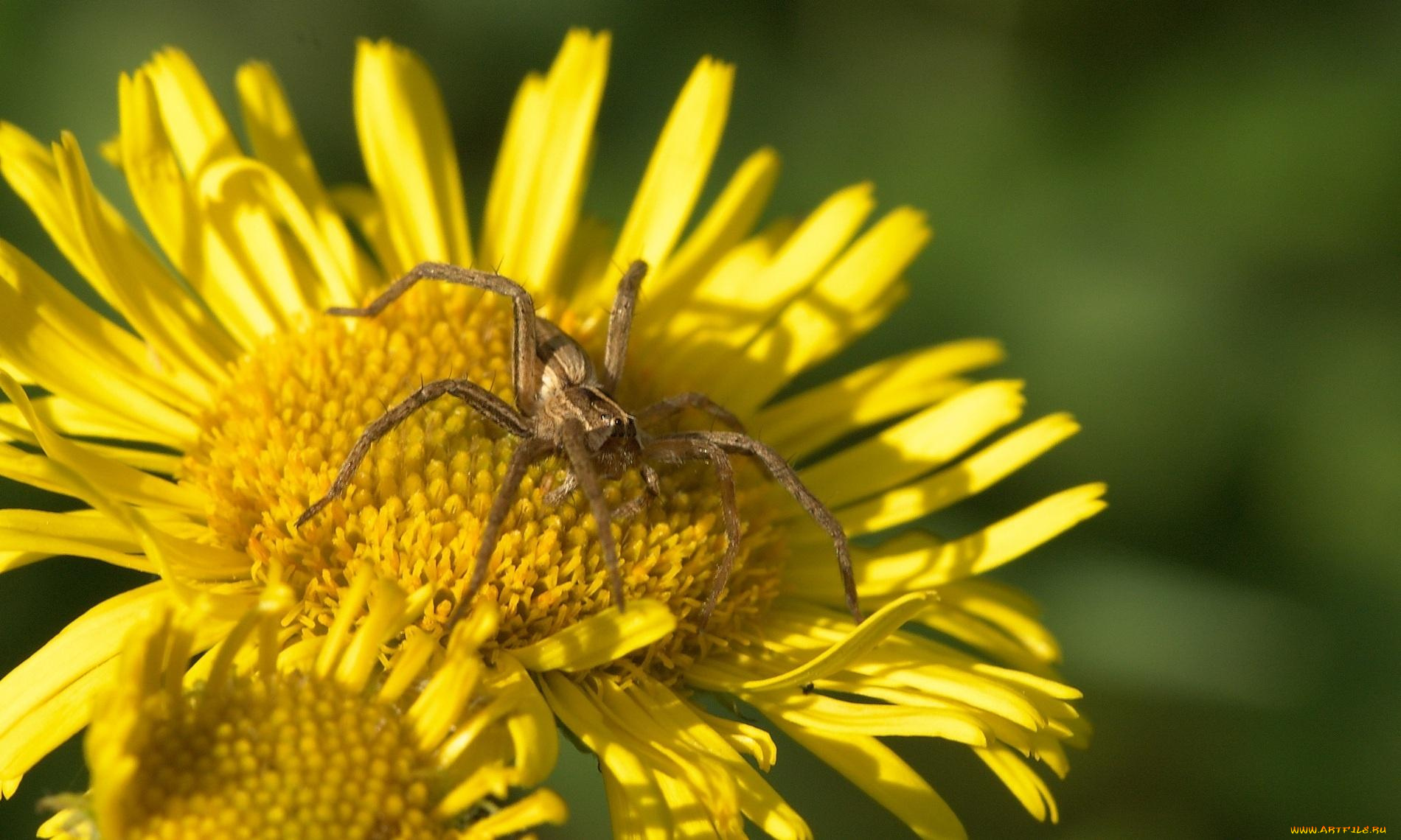 животные, пауки, цветок