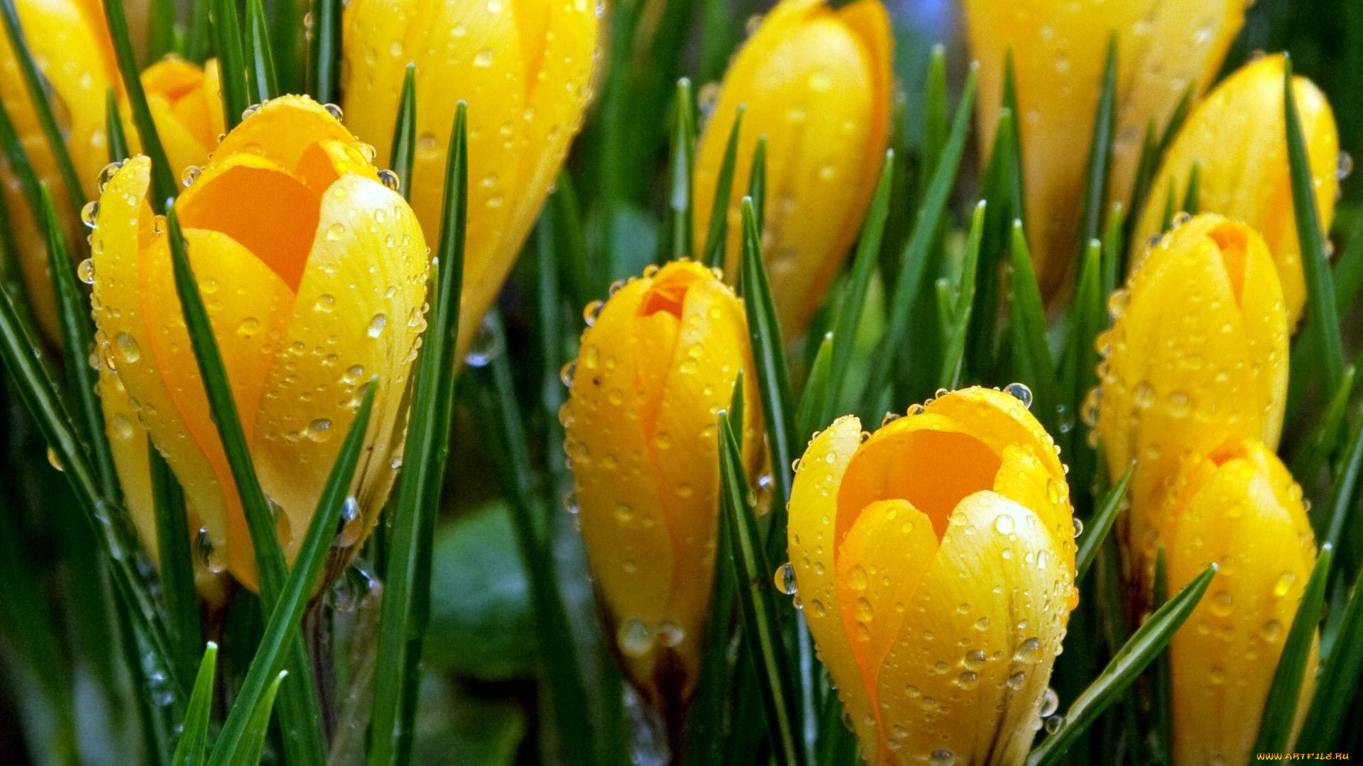 цветы, крокусы, весна