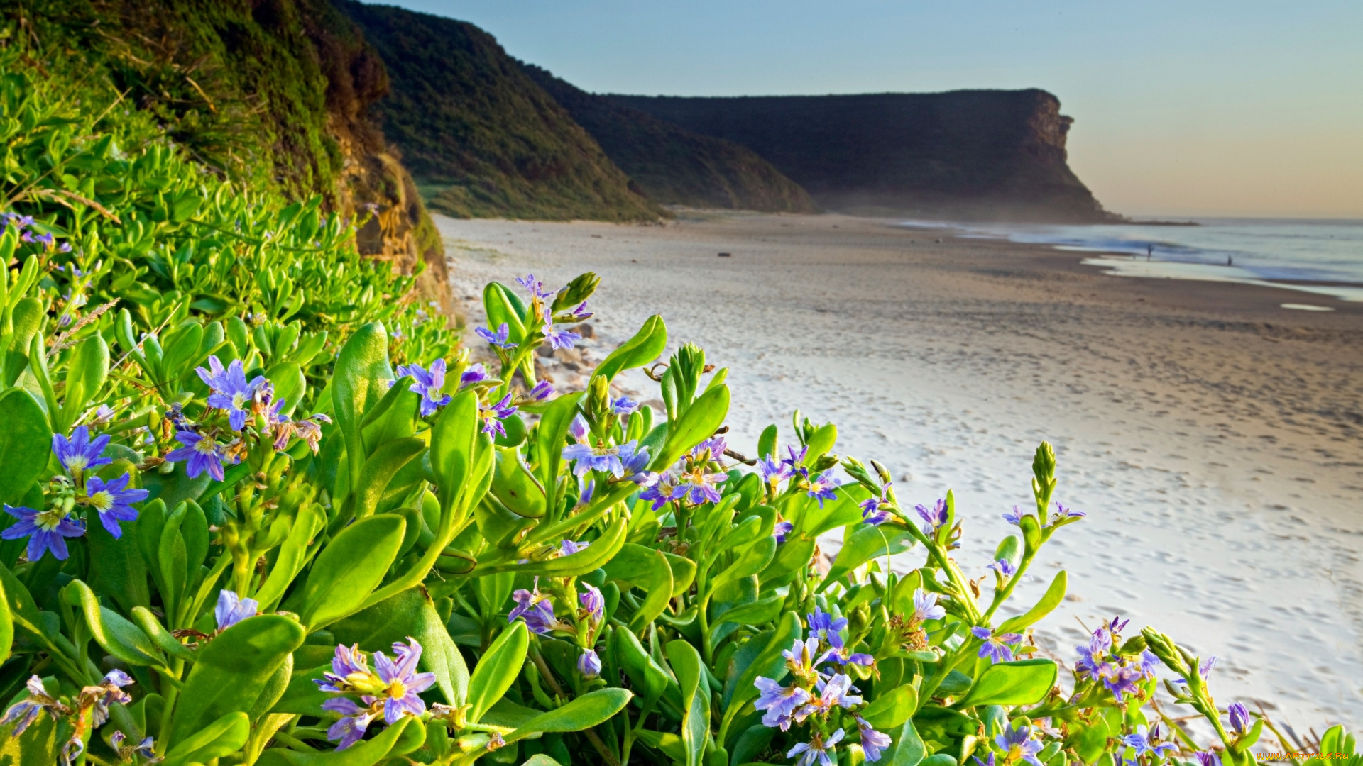 природа, побережье, пляж, цветы, скалы