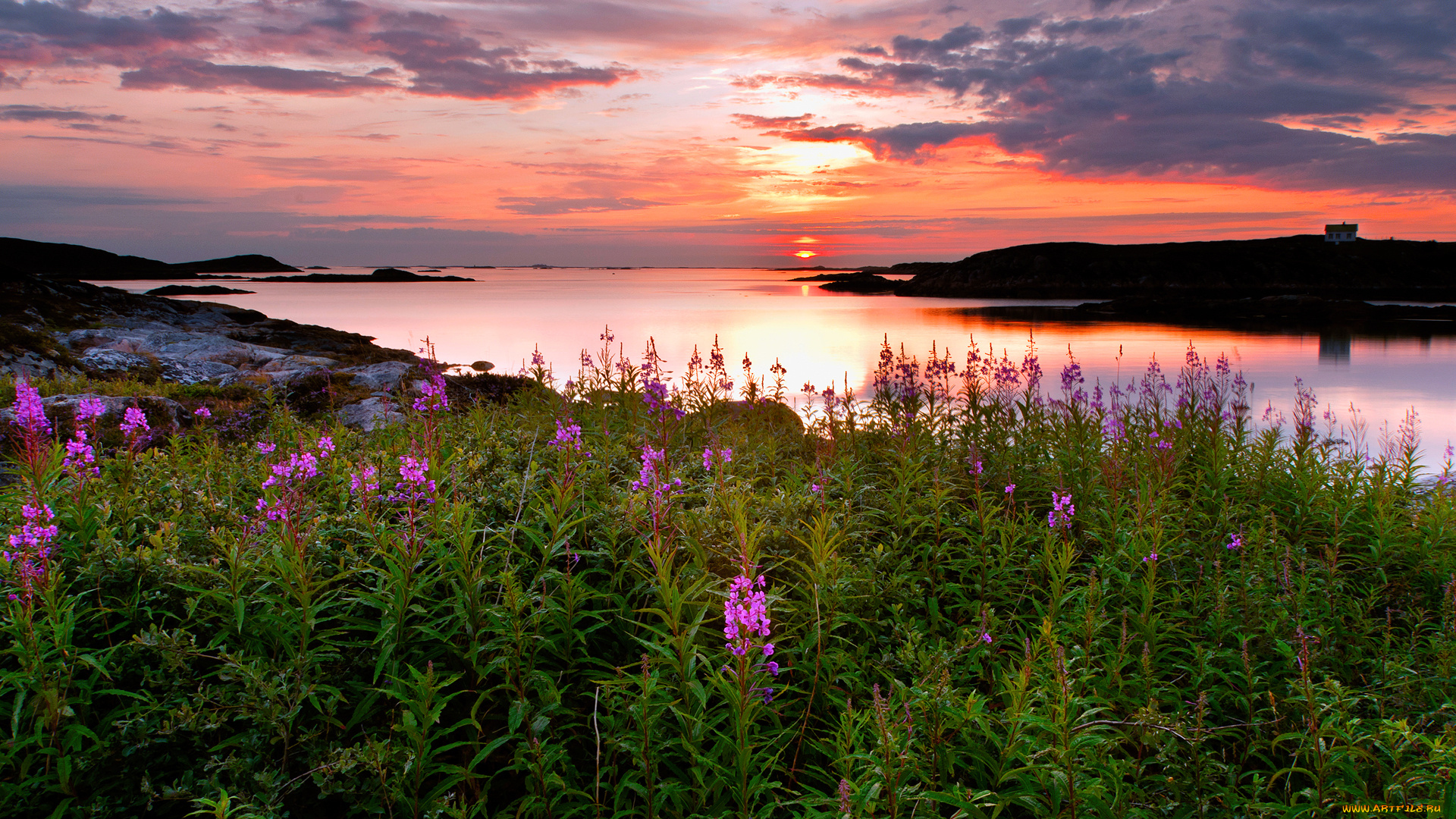 природа, восходы, закаты, цветы