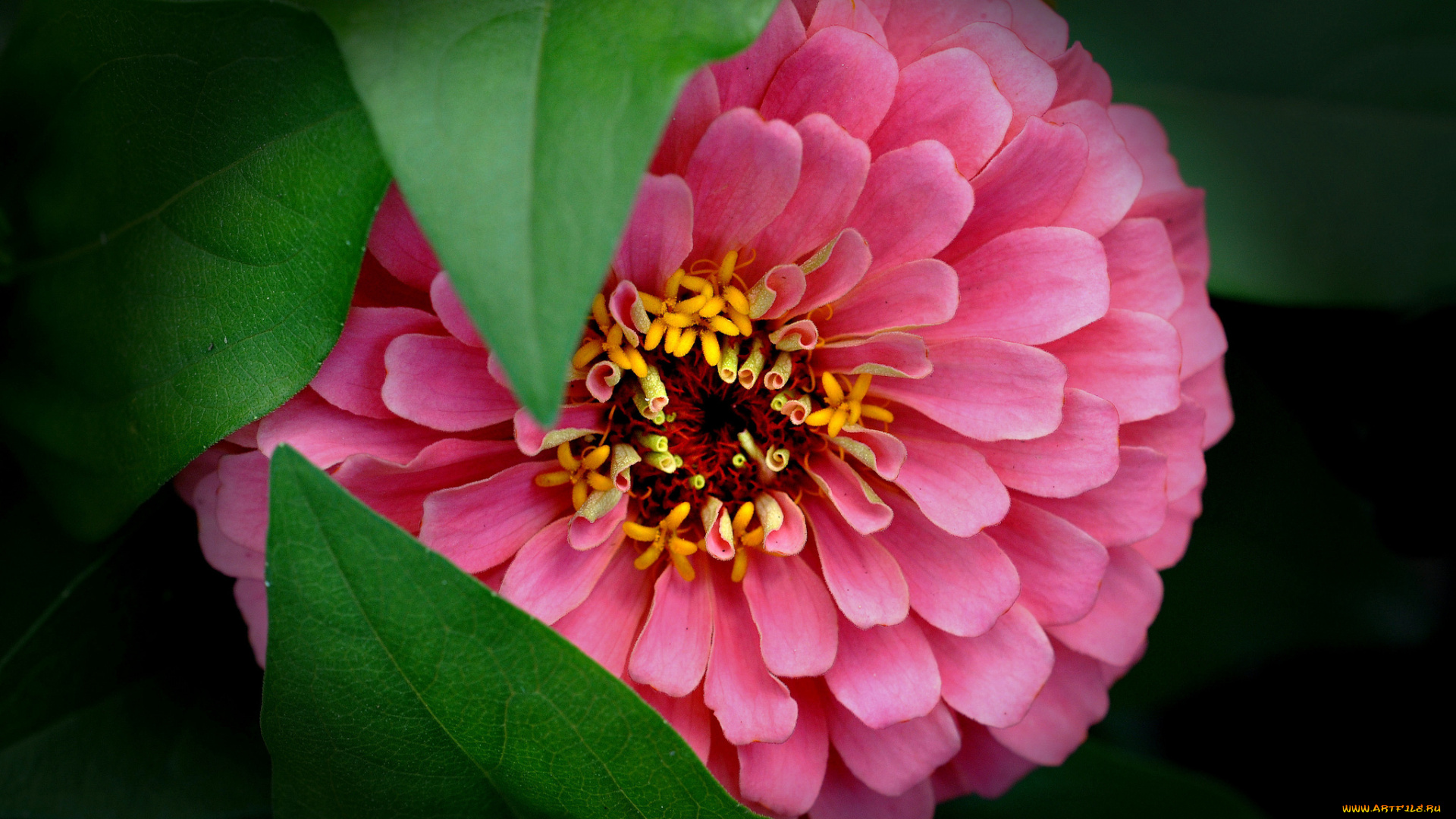 цветы, цинния, лепестки, макро