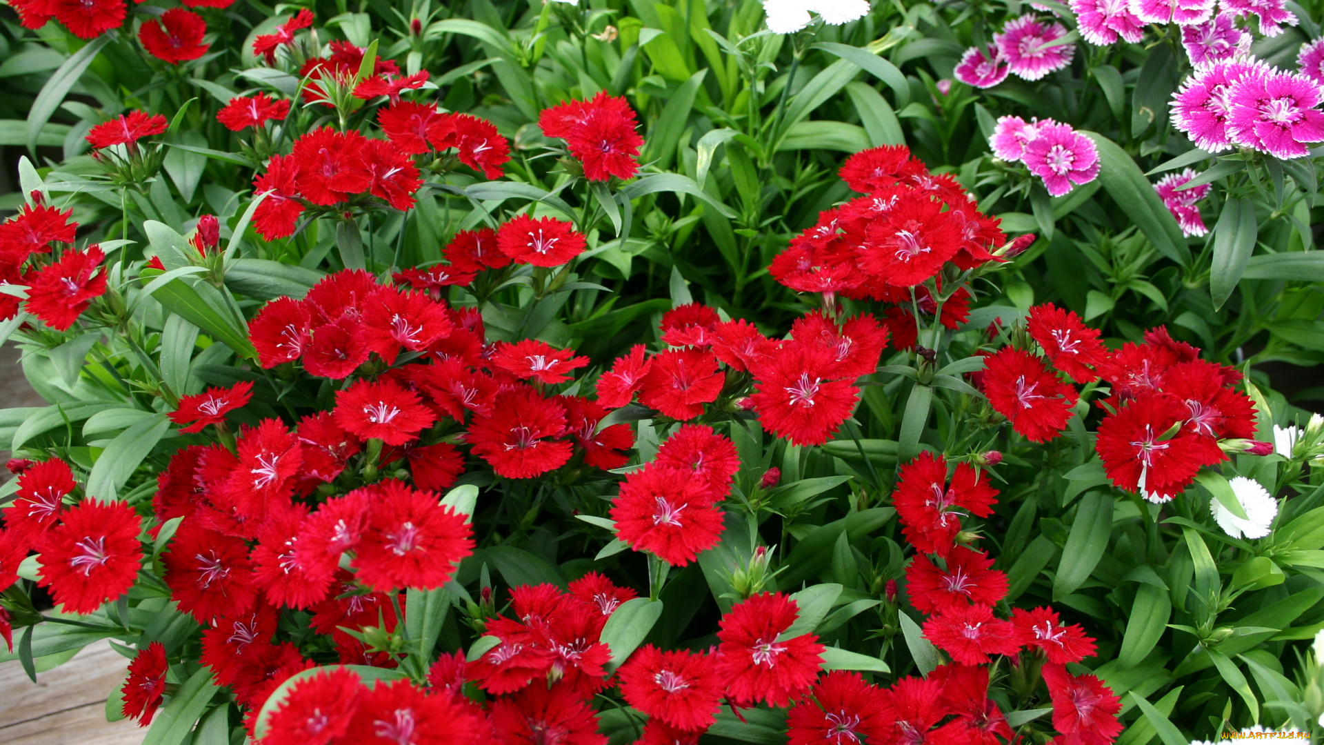 цветы, гвоздики