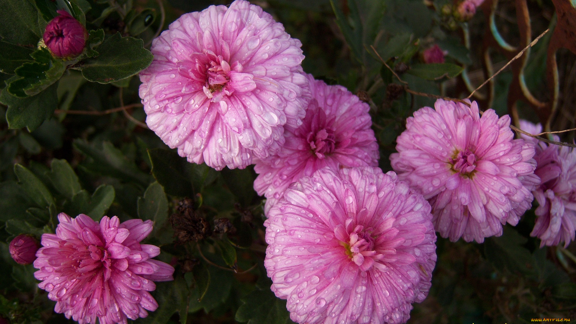 цветы, хризантемы