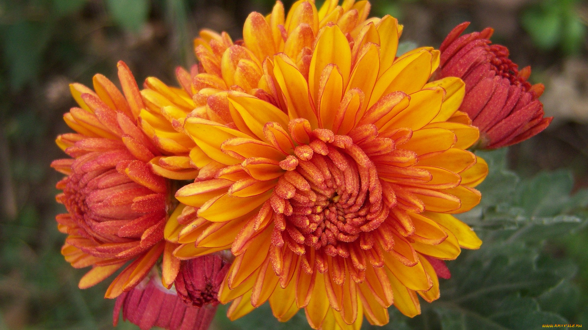 цветы, хризантемы