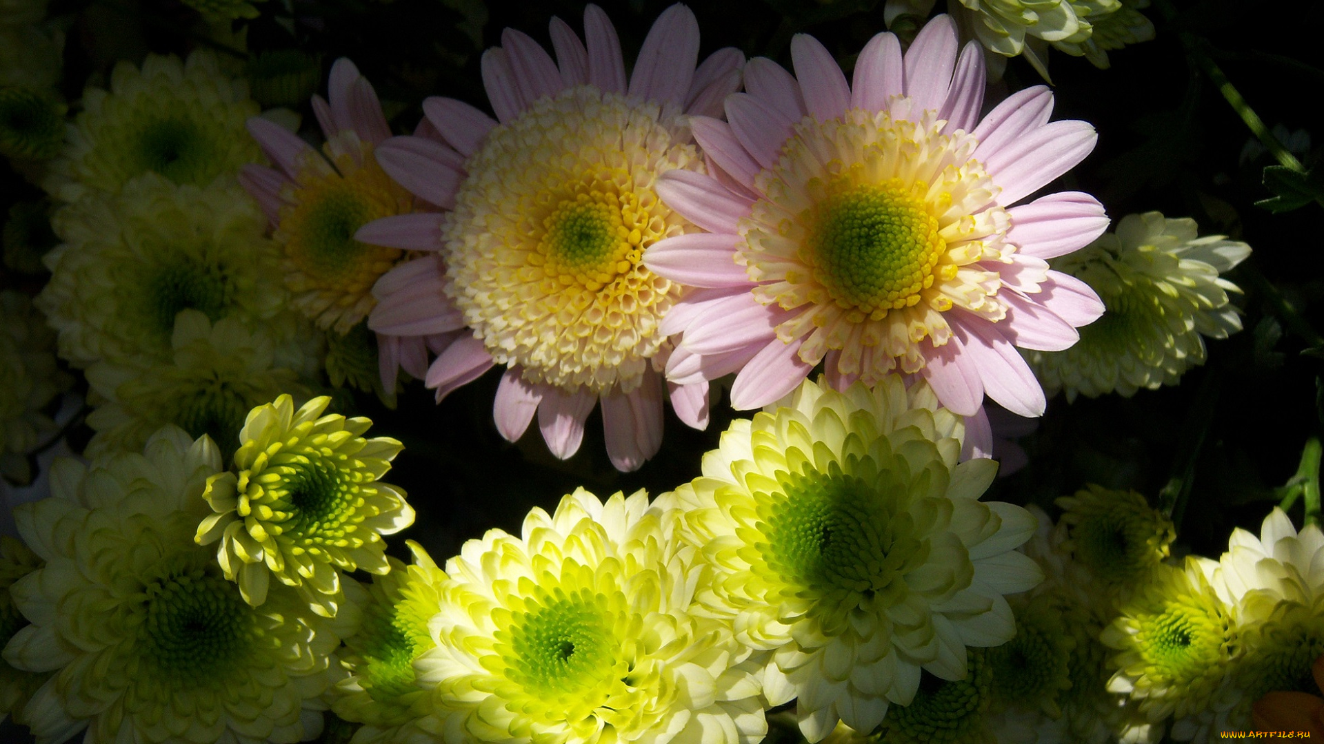 цветы, хризантемы
