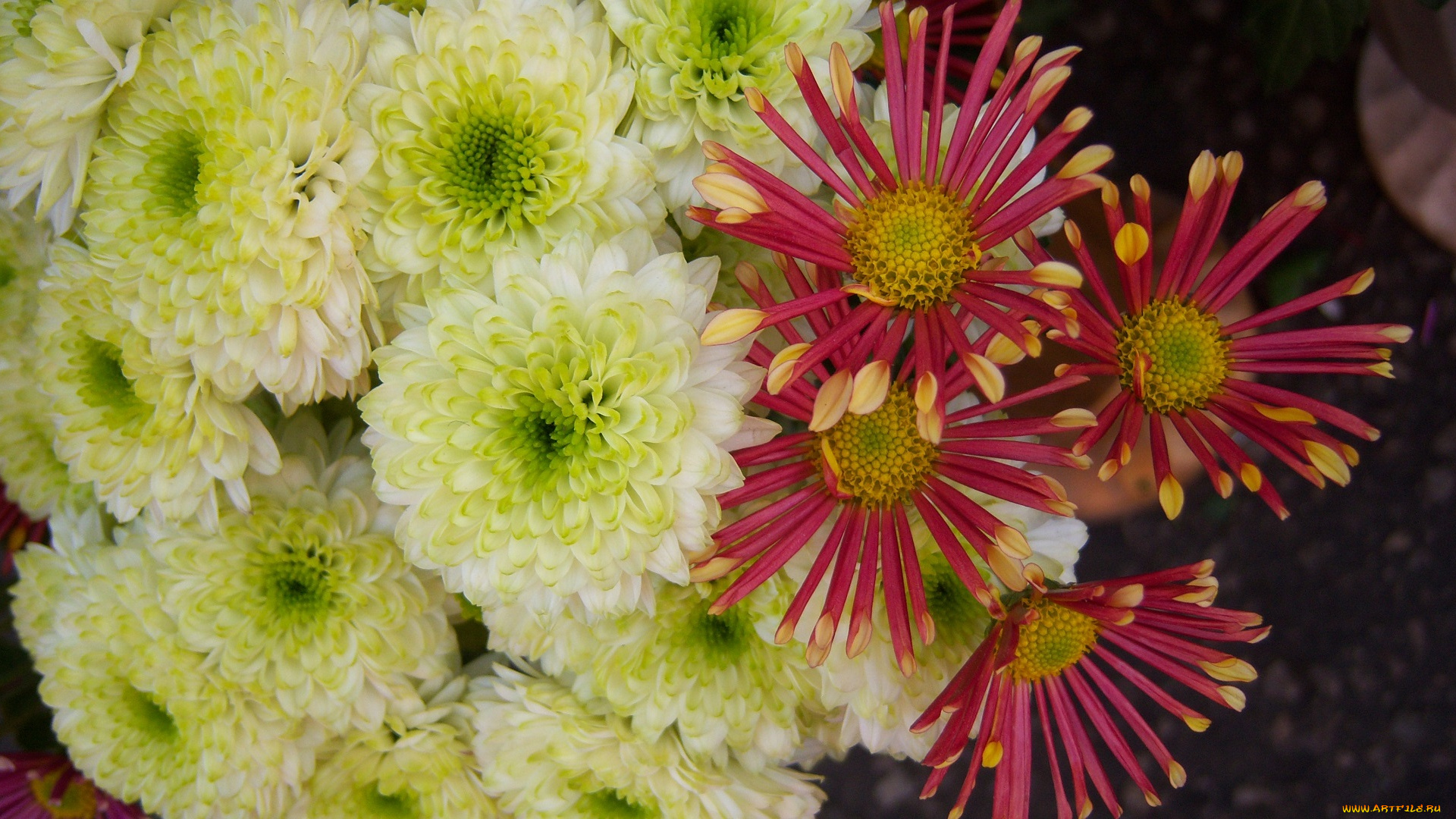 цветы, хризантемы