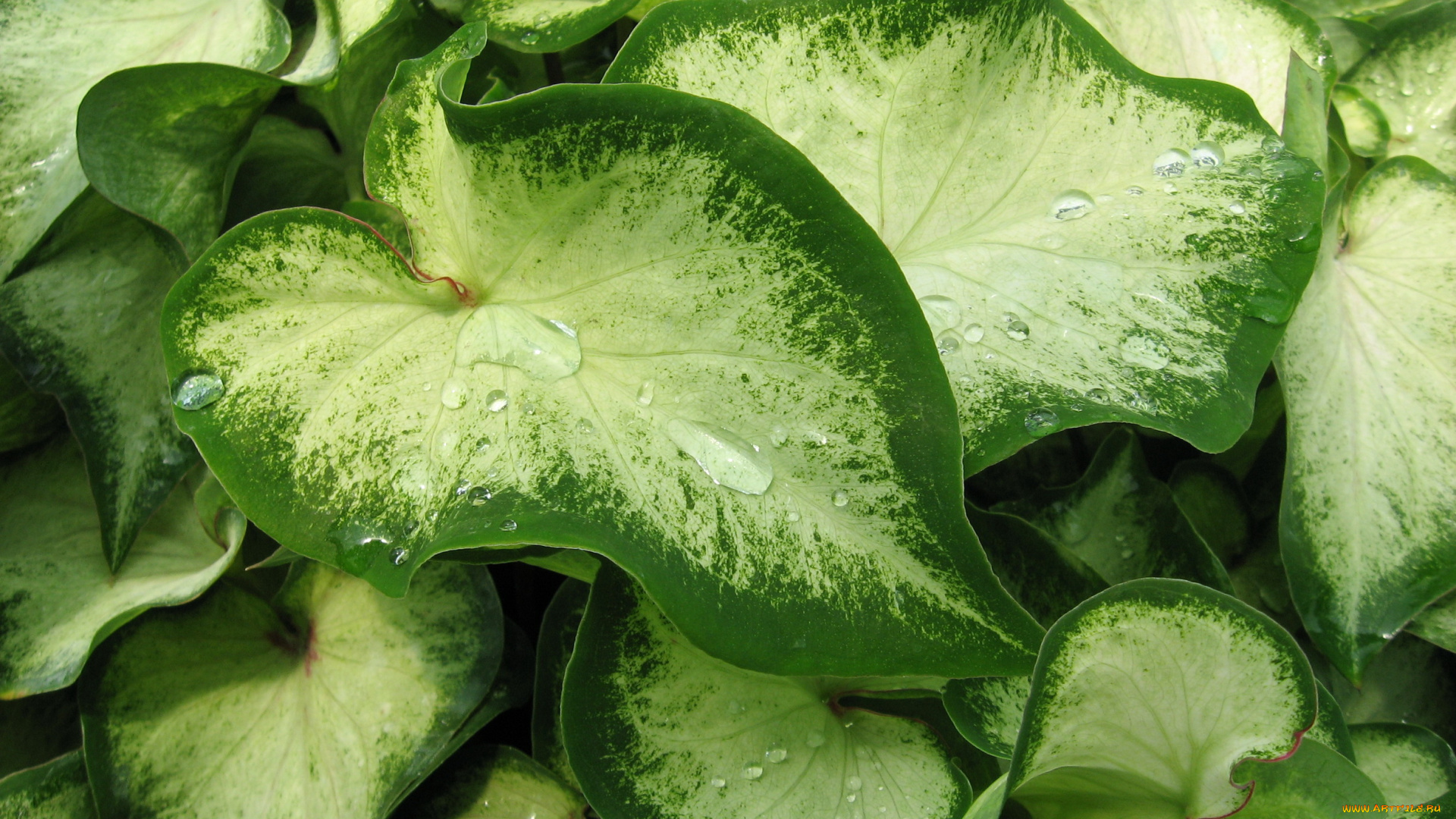 цветы, колеусы, каладиумы, каладиум