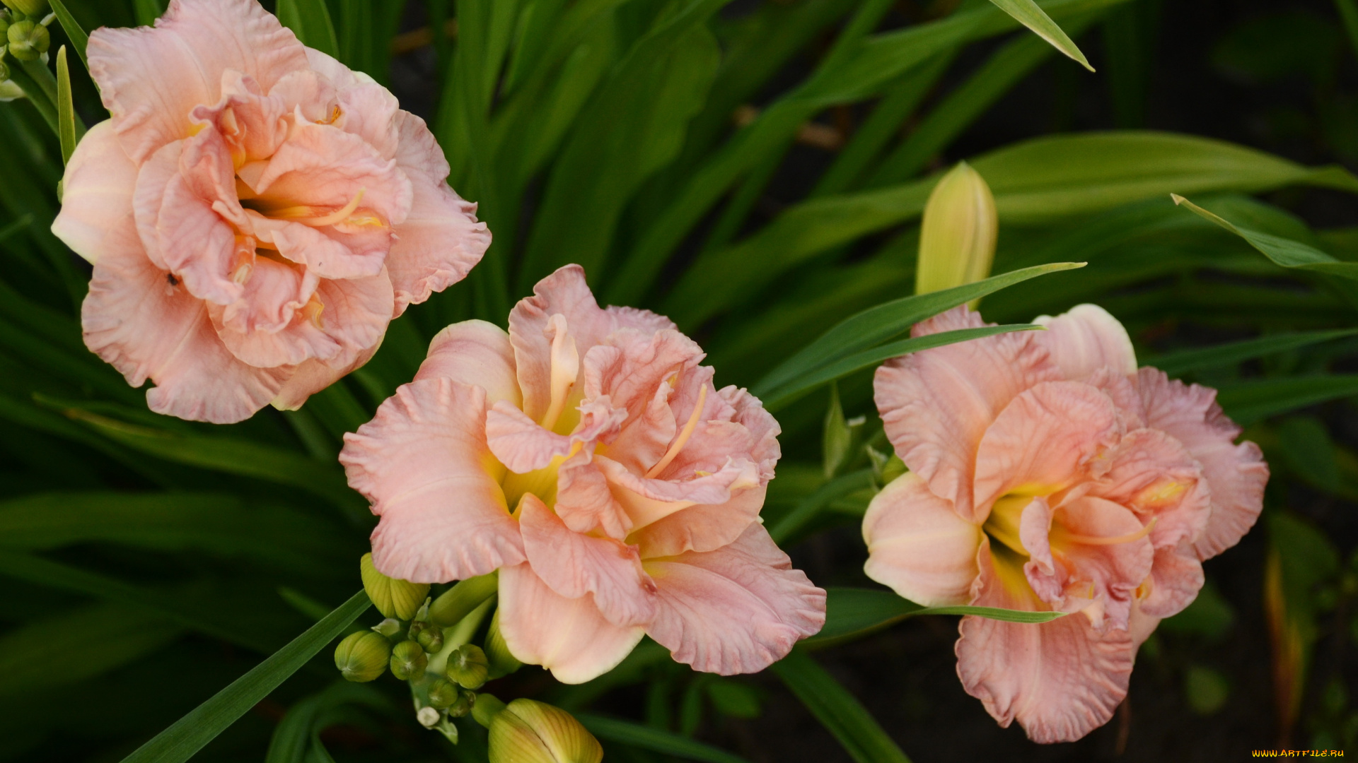 цветы, лилии, лилейники, лилейник, розовые