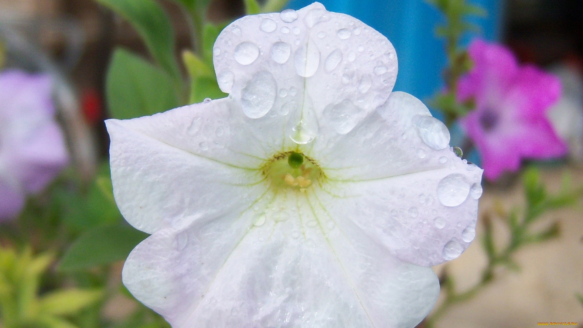 цветы, петунии, калибрахоа