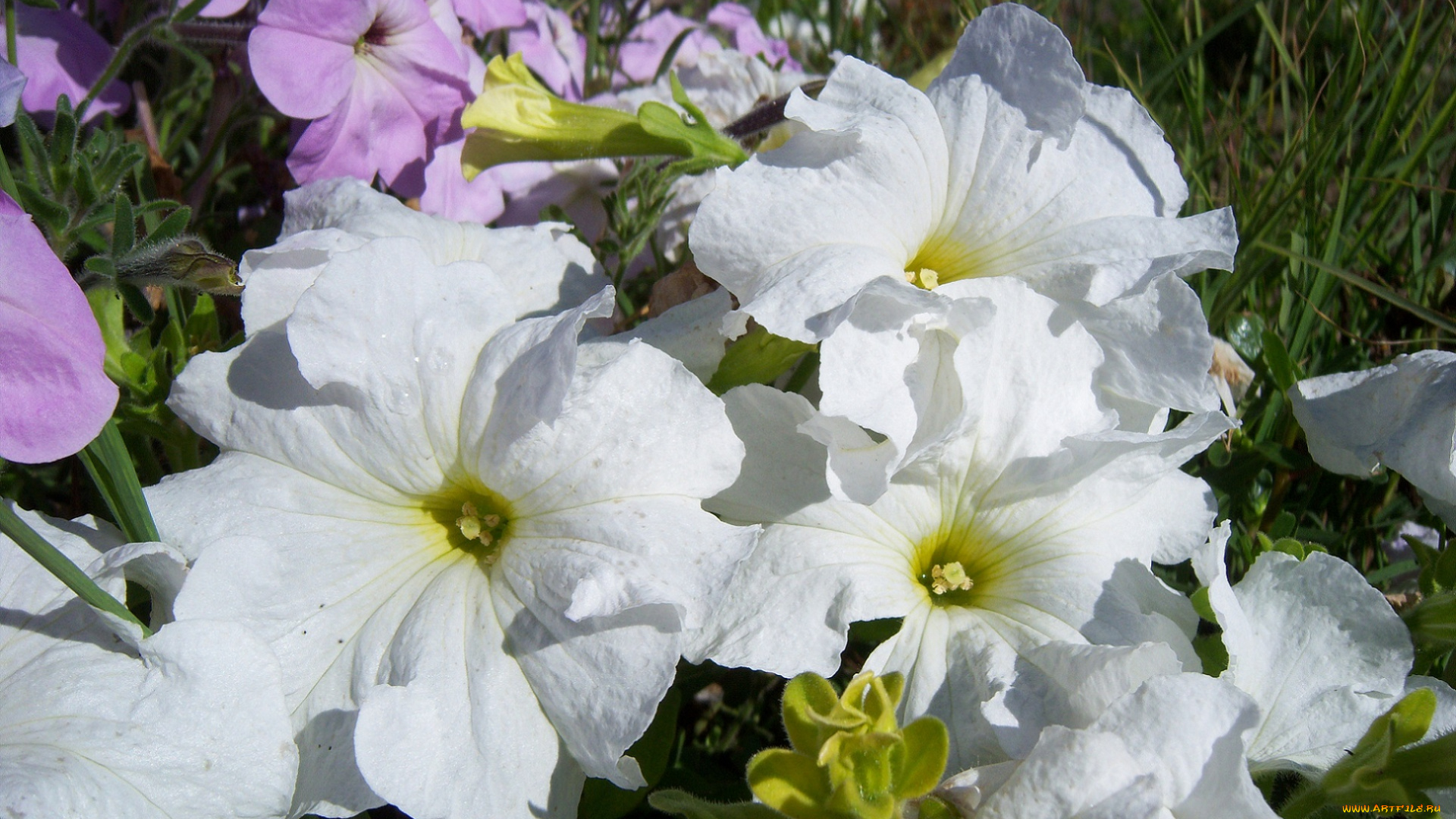 цветы, петунии, калибрахоа