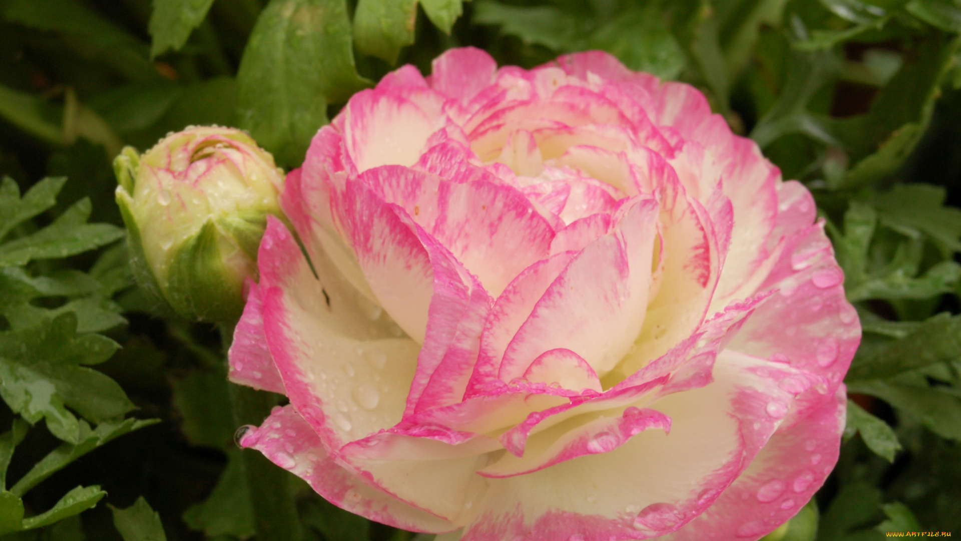 цветы, ранункулюс, азиатский, лютик