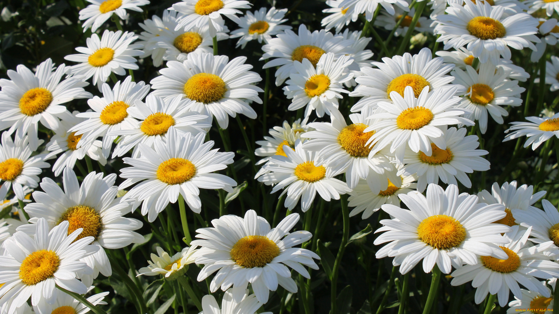 цветы, ромашки