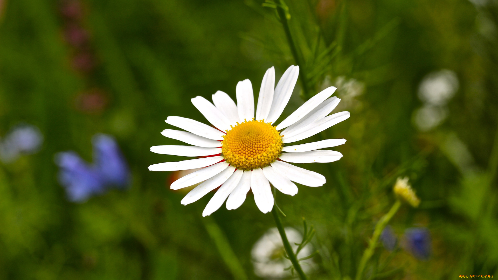 цветы, ромашки, ромашка, одна