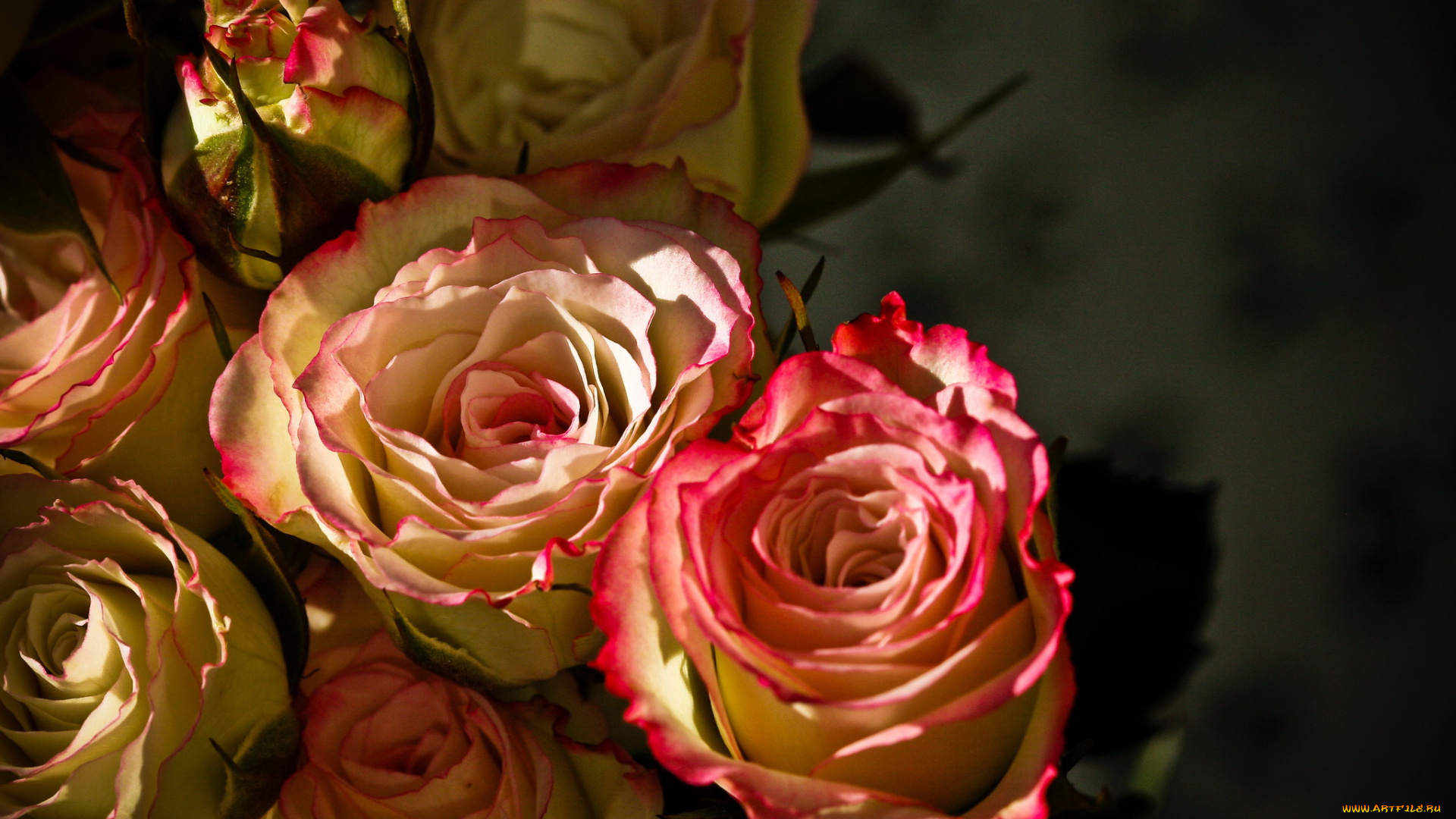 цветы, розы