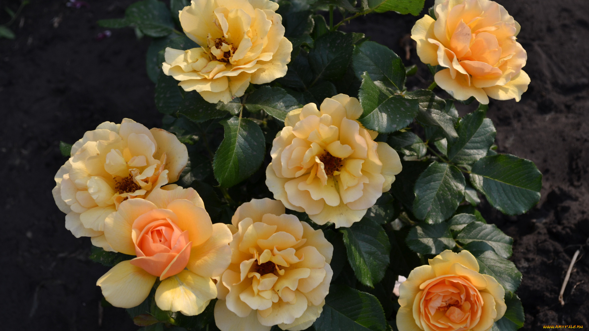 цветы, розы, куст, желтые