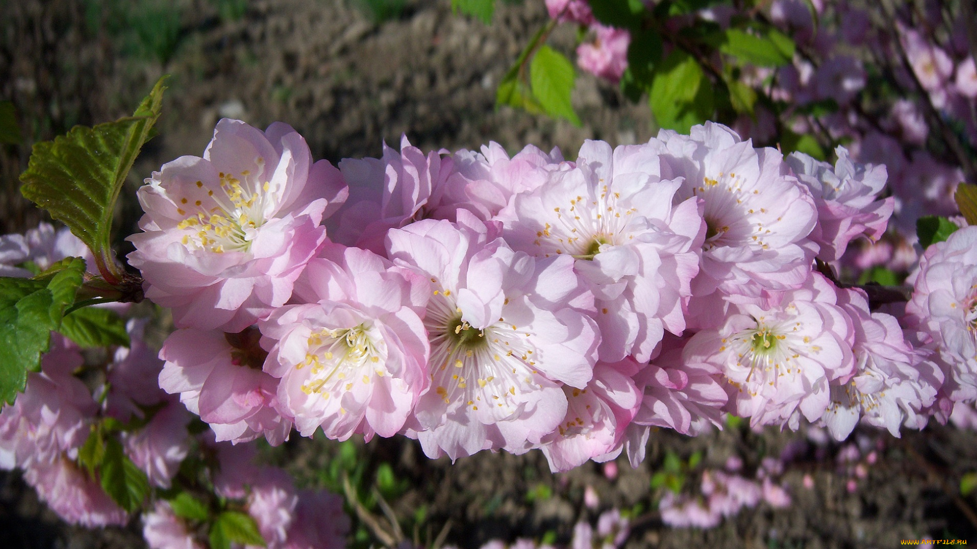 цветы, сакура, вишня, кустарники, цветущие, деревья