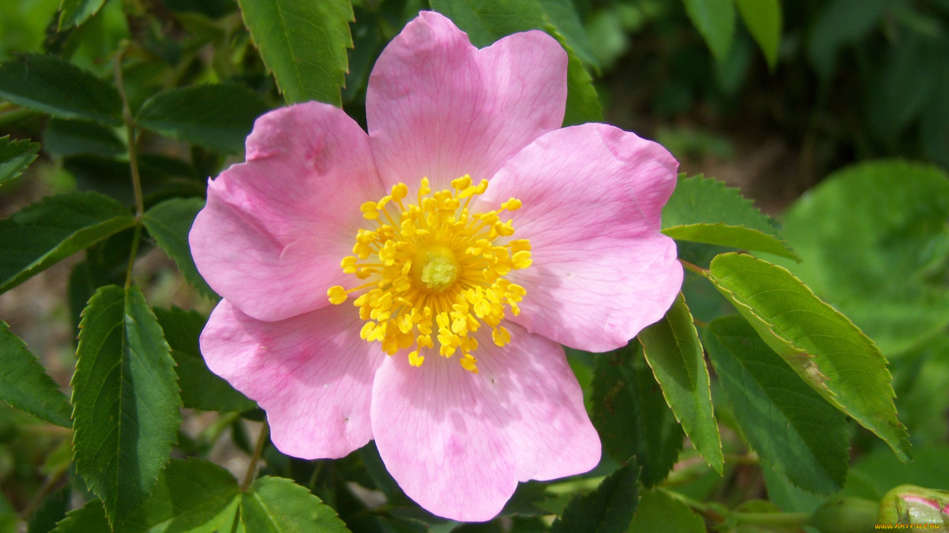 цветы, шиповник