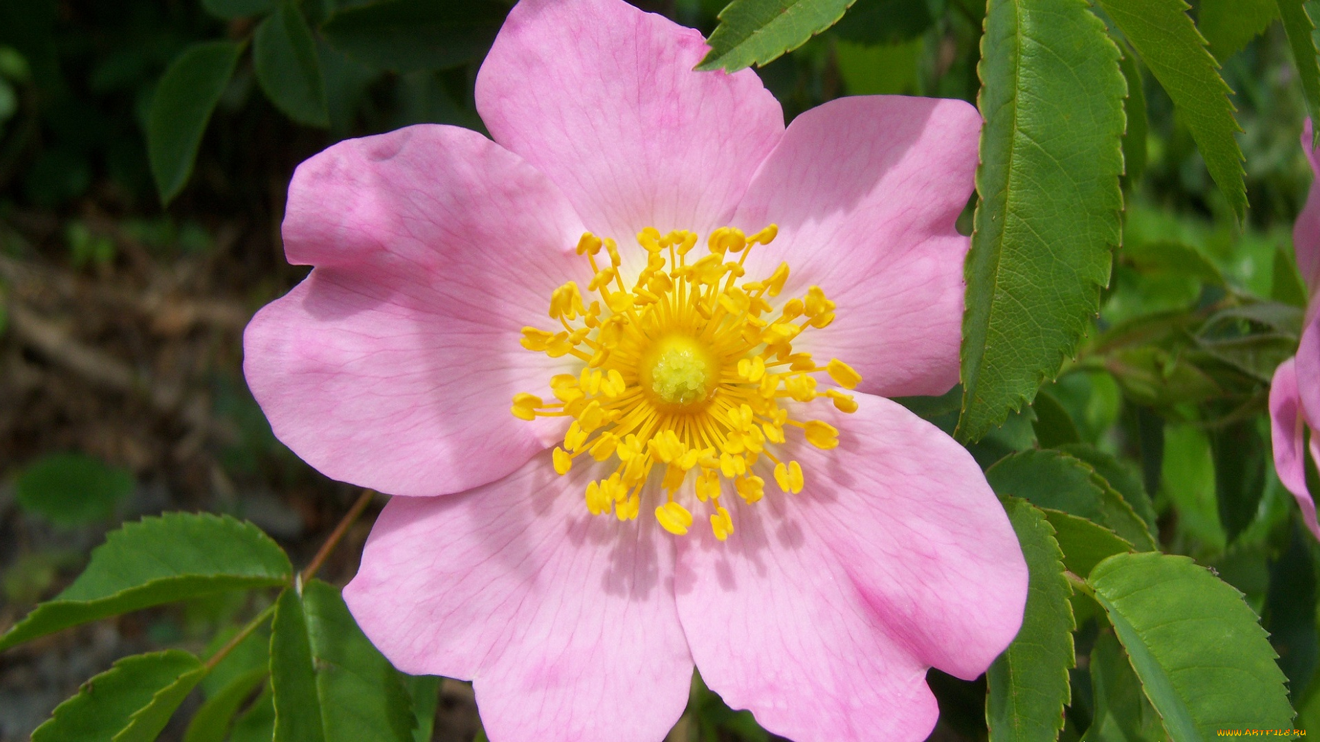 цветы, шиповник