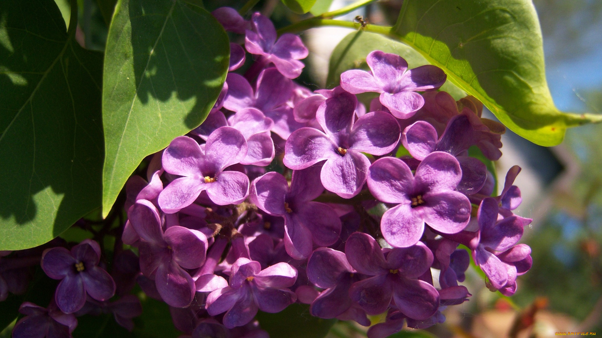 цветы, сирень