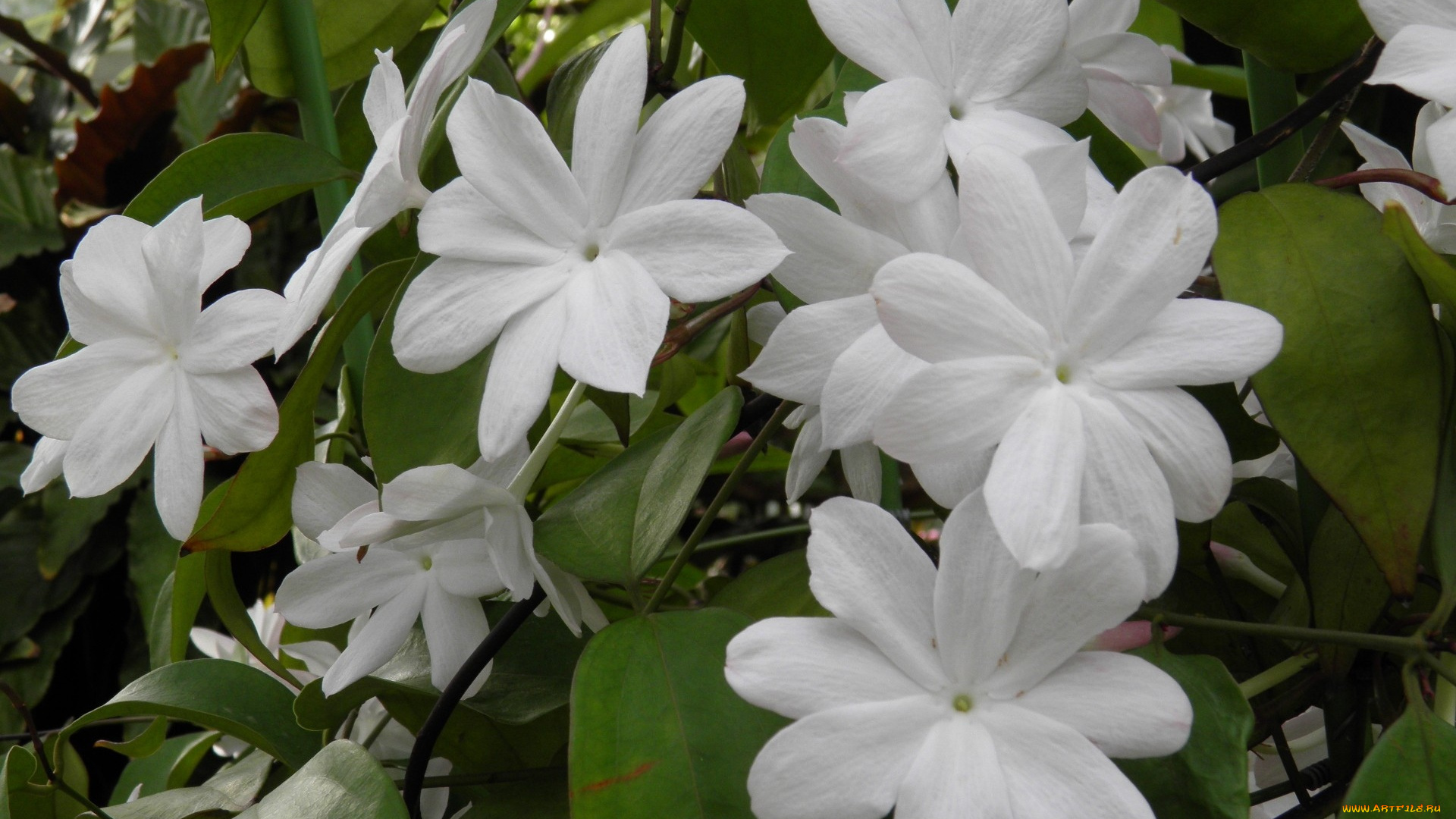 индийский, жасмин, цветы, лепестки