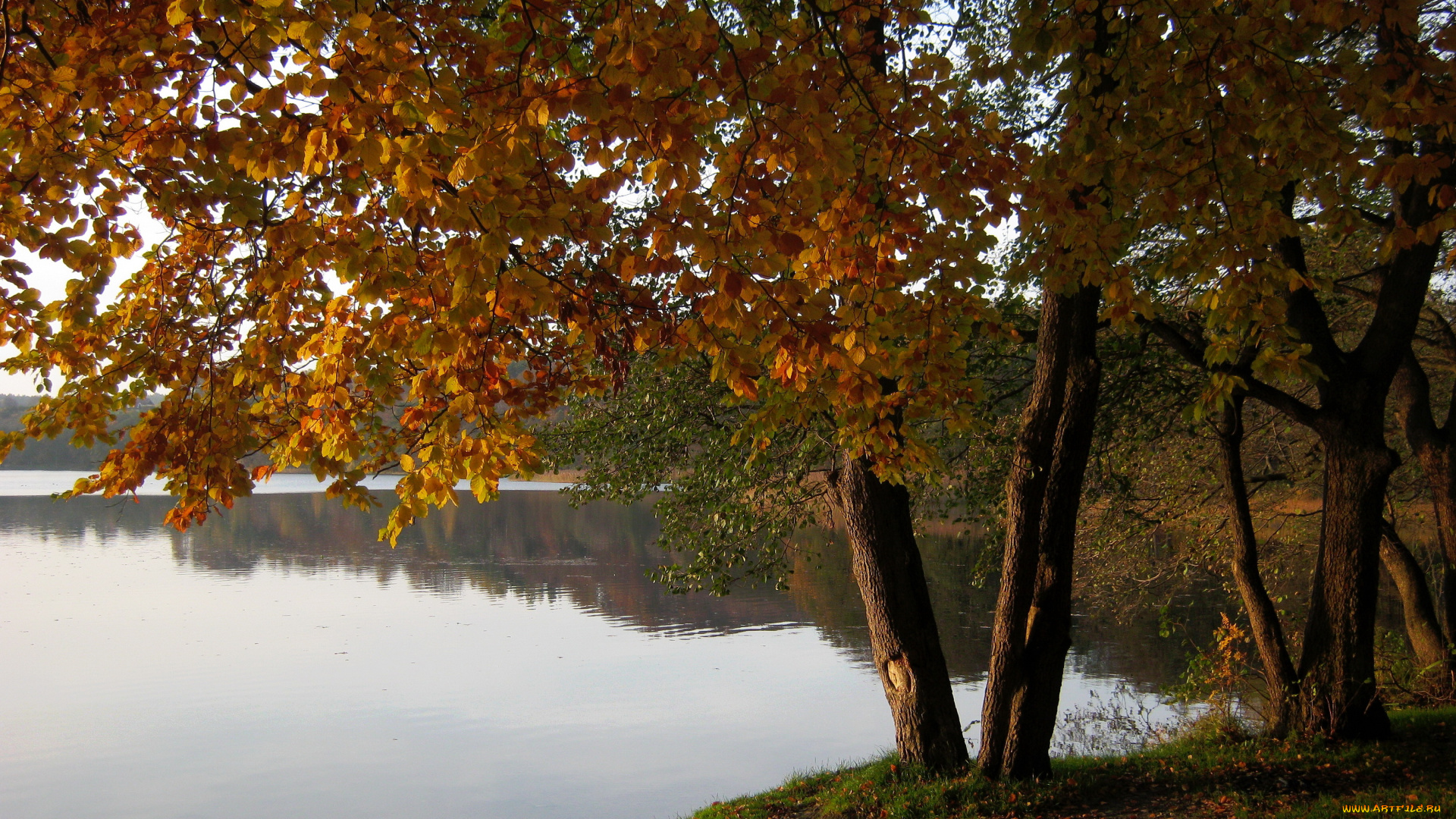 озеро, marchowo, польша, природа, реки, озера, берег, деревья