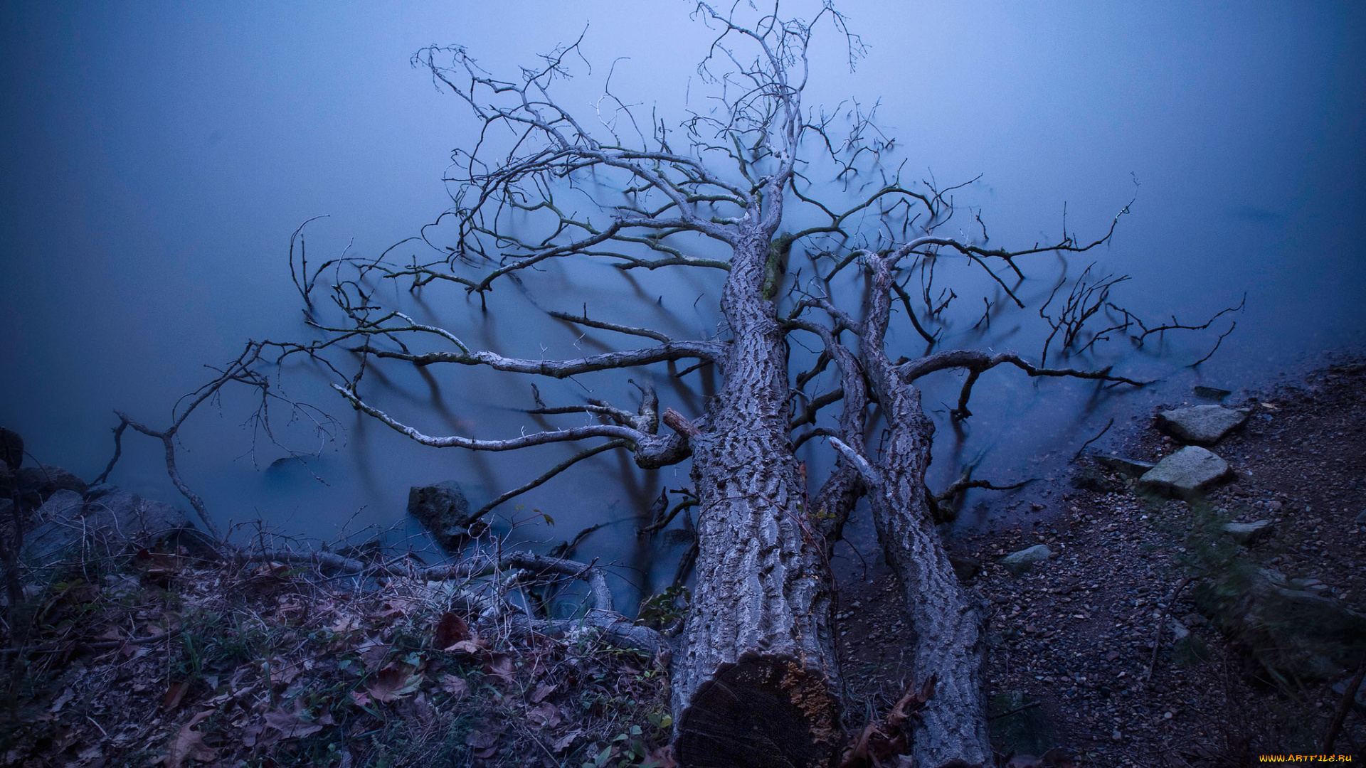 природа, деревья, упавшее, дерево, туман, берег, озеро