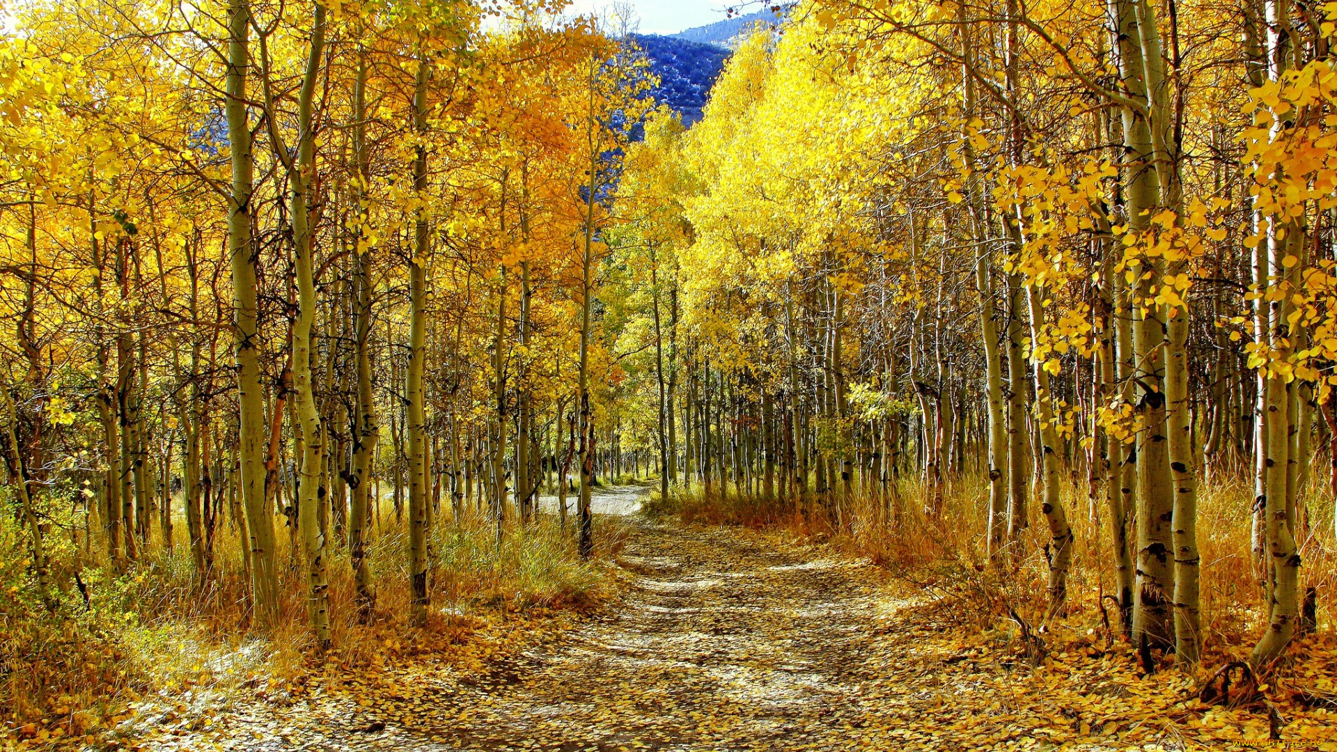 природа, дороги, осень, березы, роща, желтые, кроны