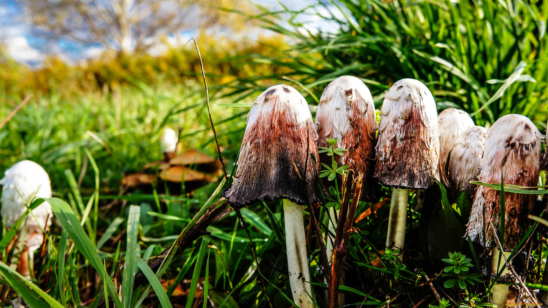 природа, грибы, трава