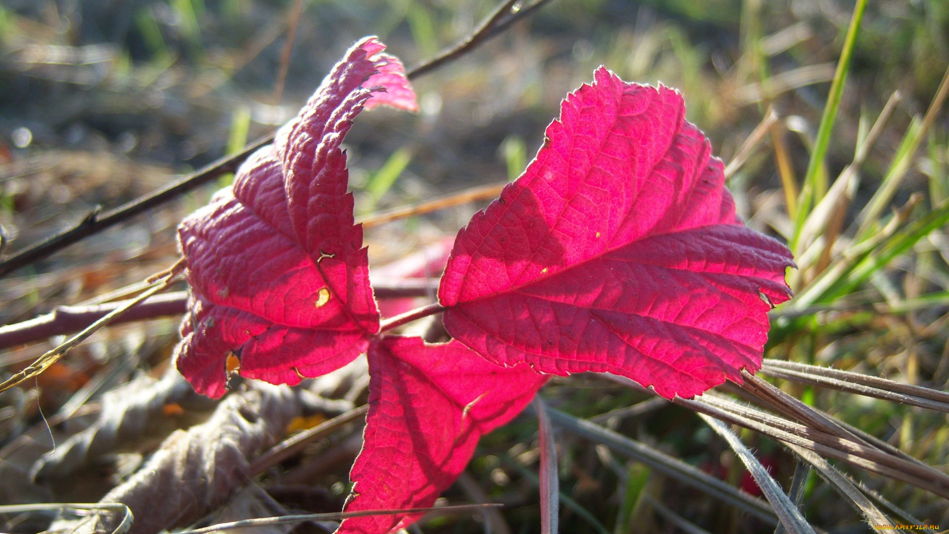 природа, листья