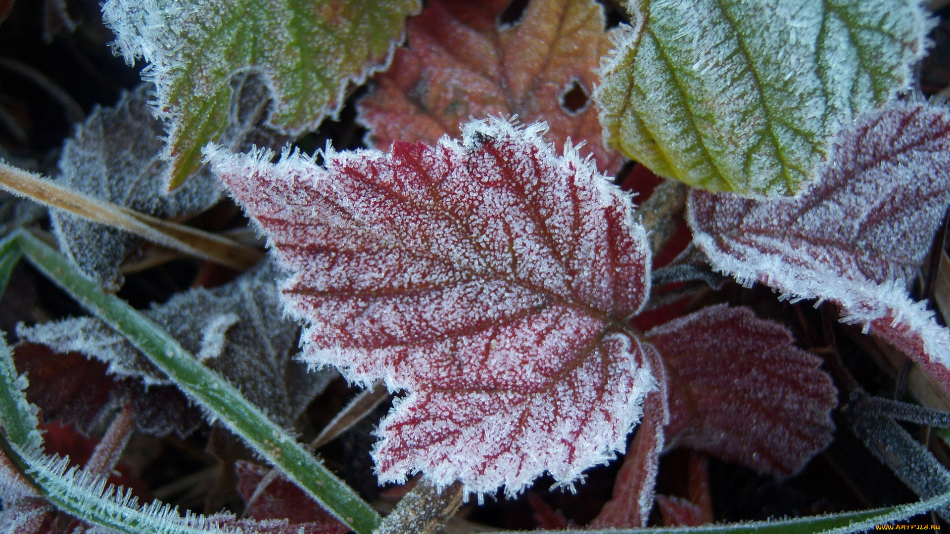 природа, листья