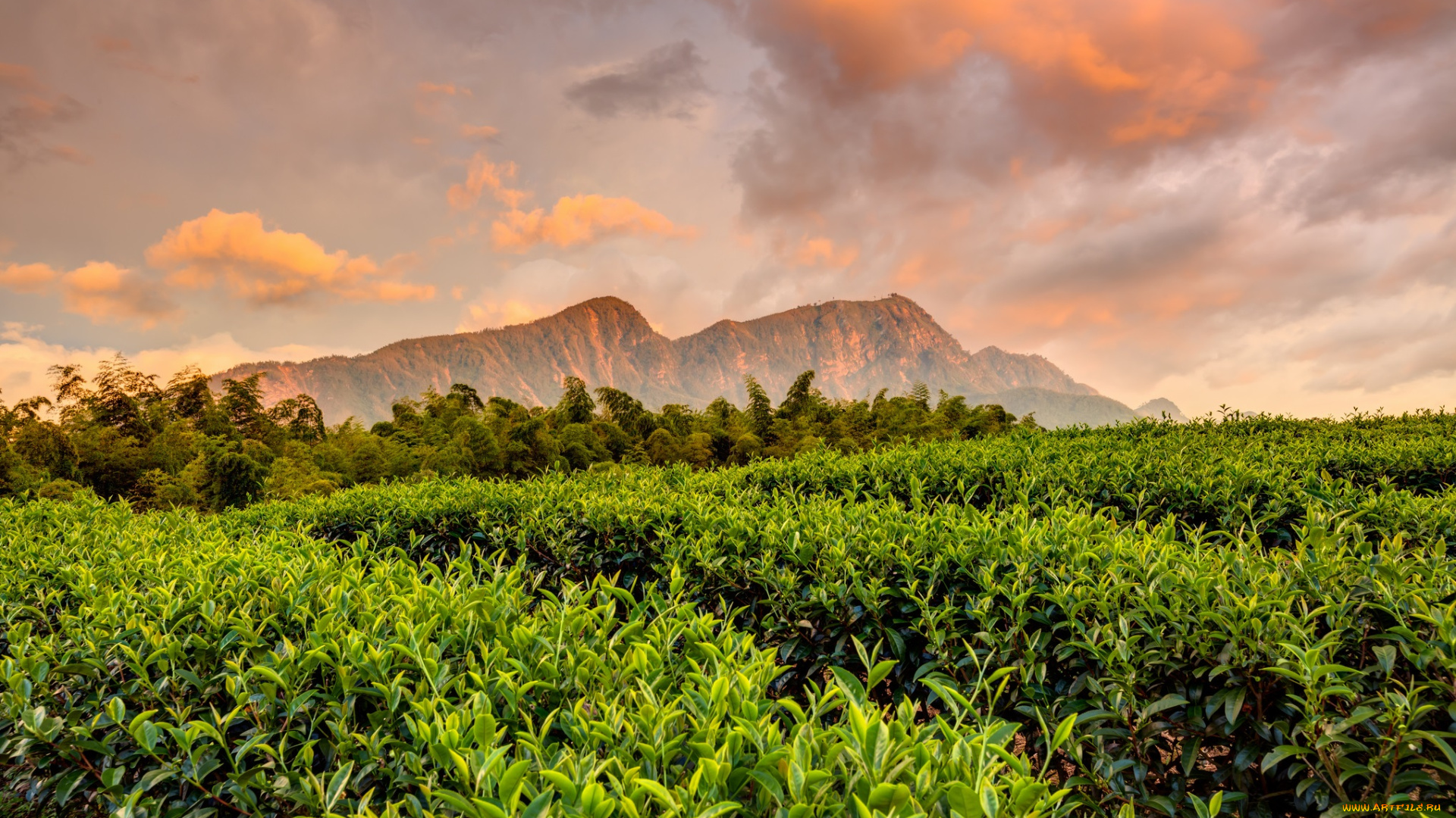 природа, поля, горы, поле, плантация, облака