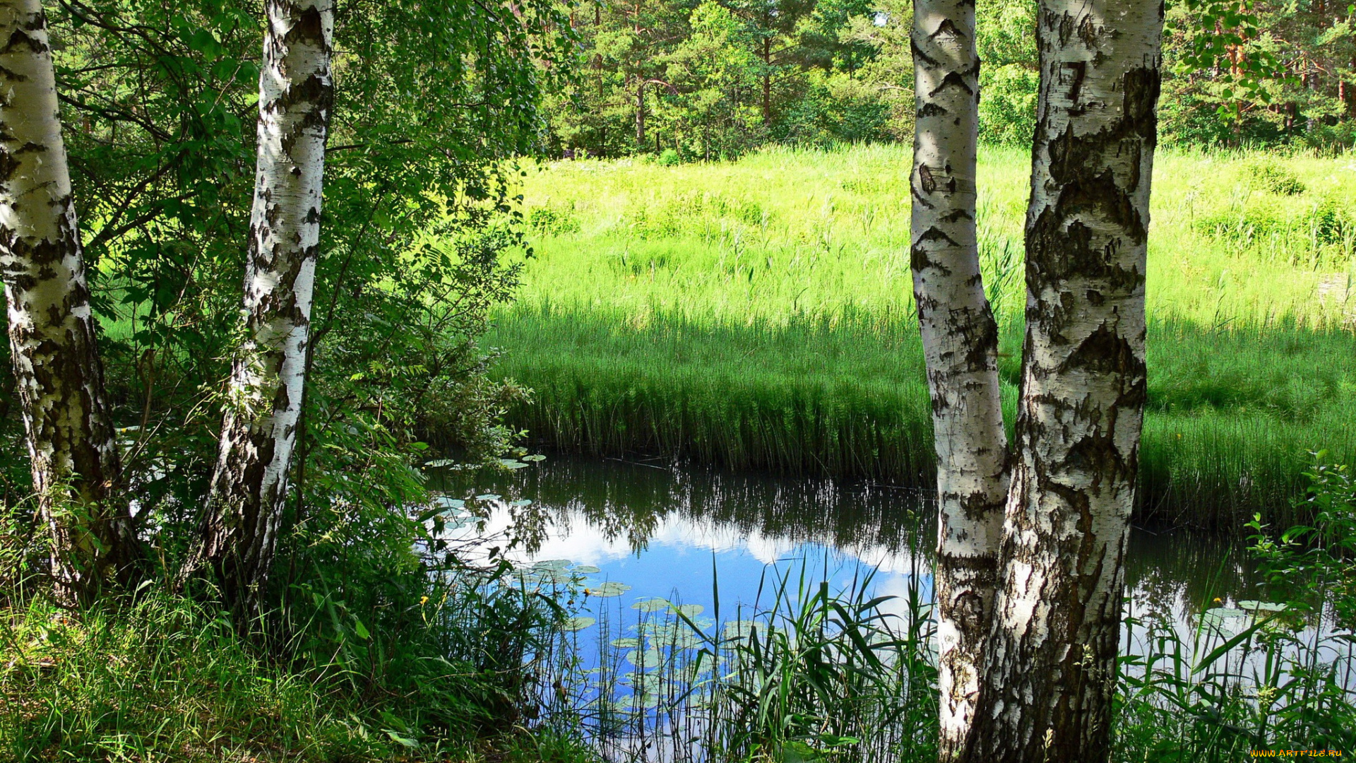 природа, реки, озера, трава, Ярославль, деревья, река